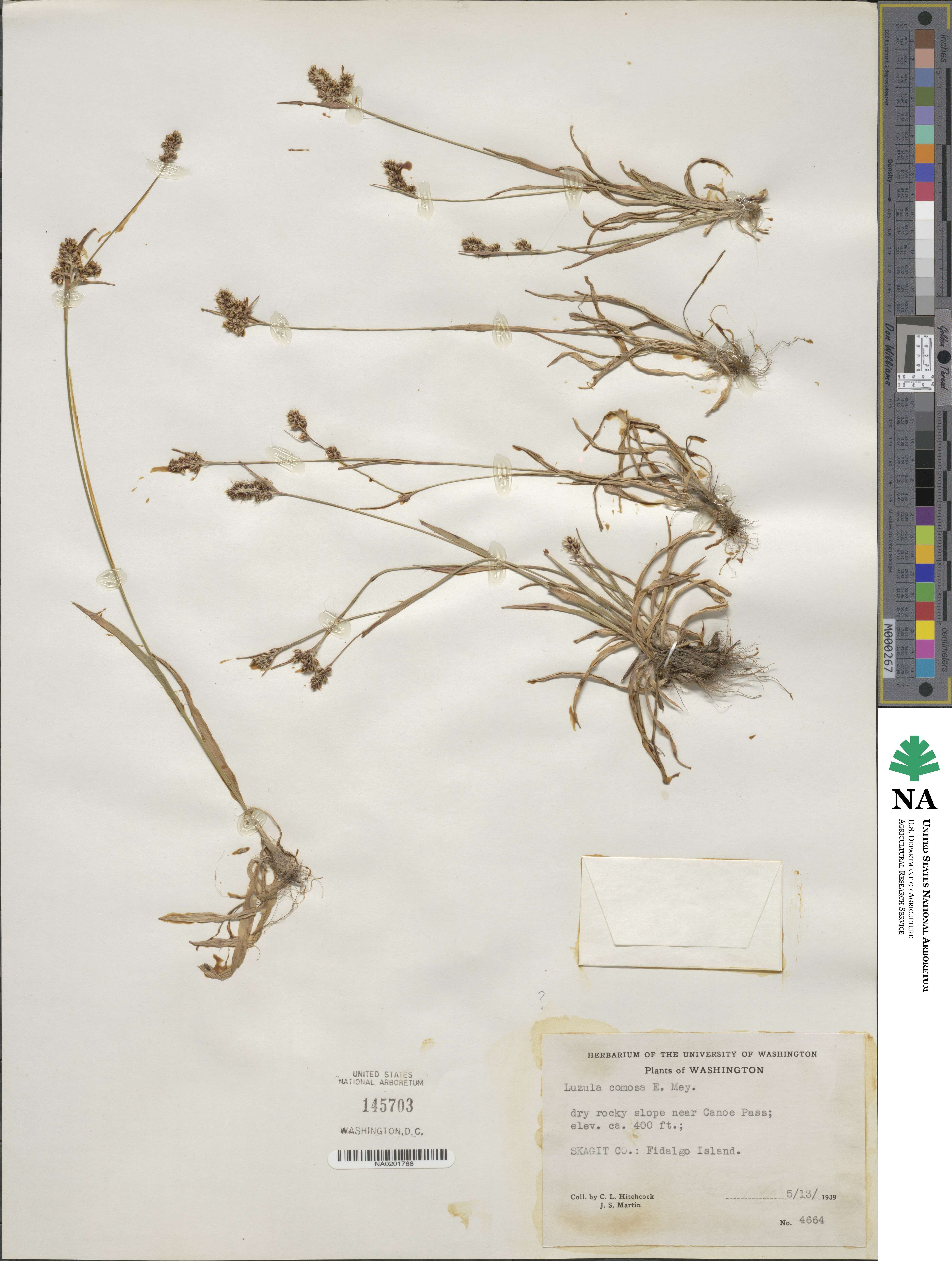Luzula comosa image