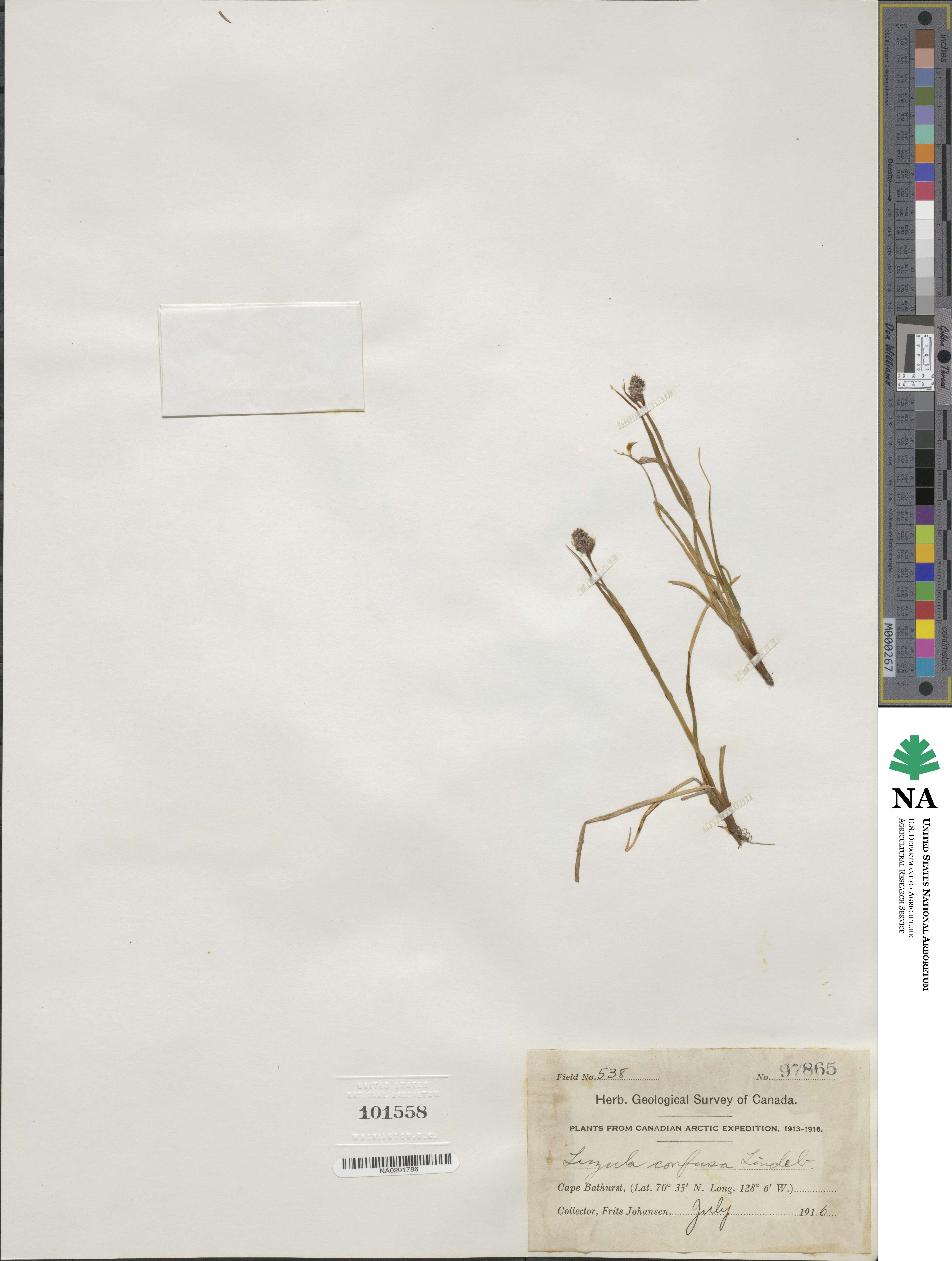 Luzula confusa image
