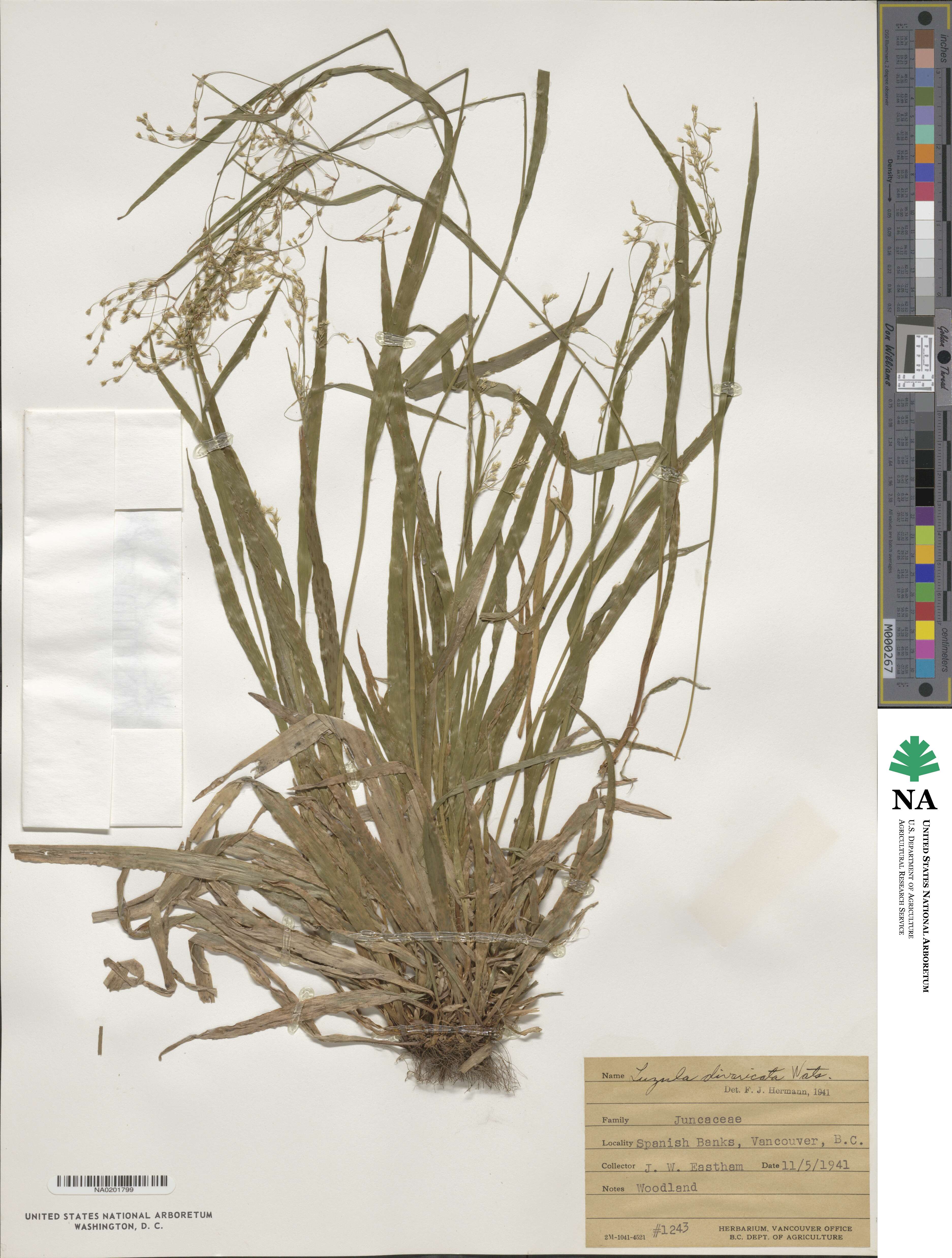 Luzula divaricata image