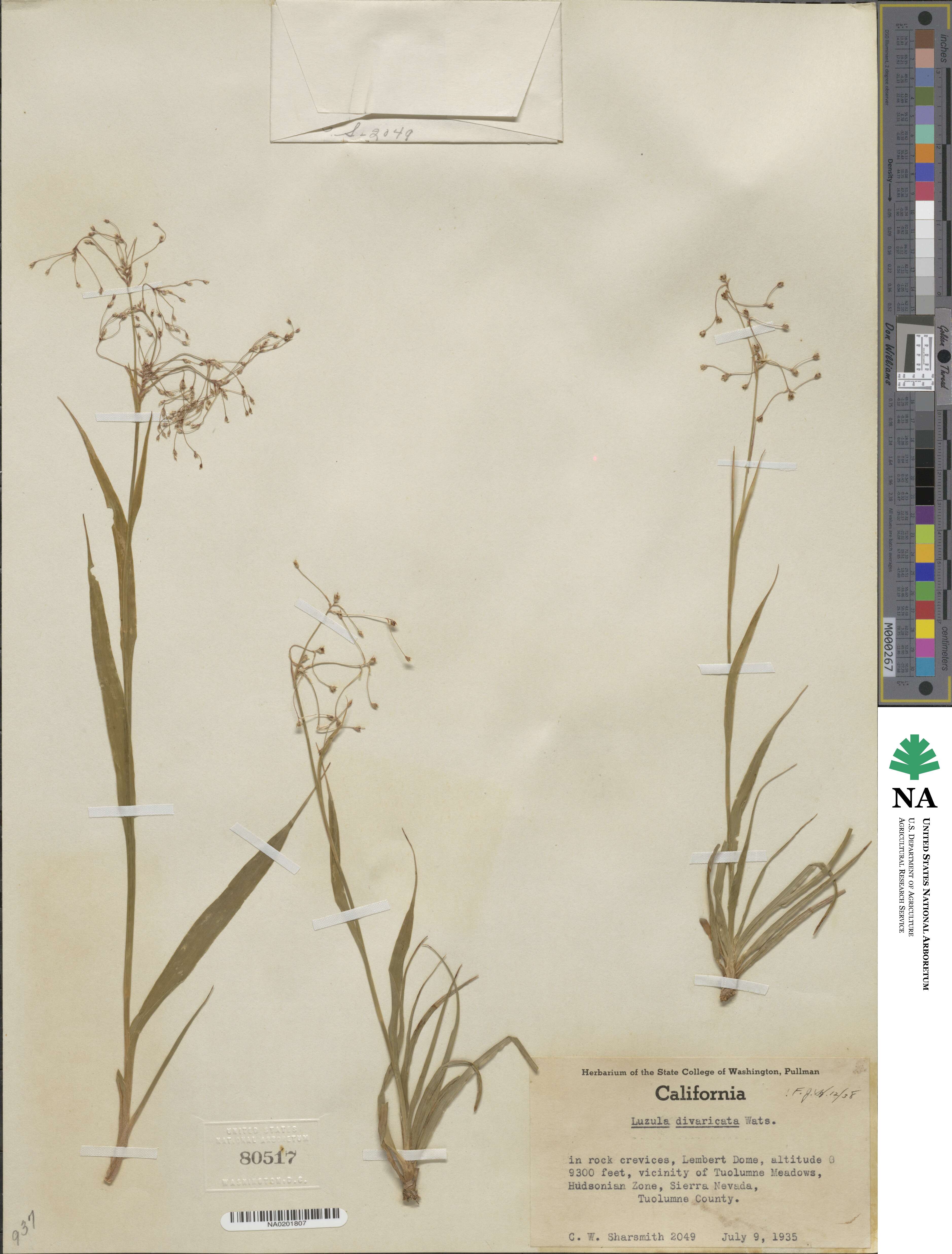 Luzula divaricata image