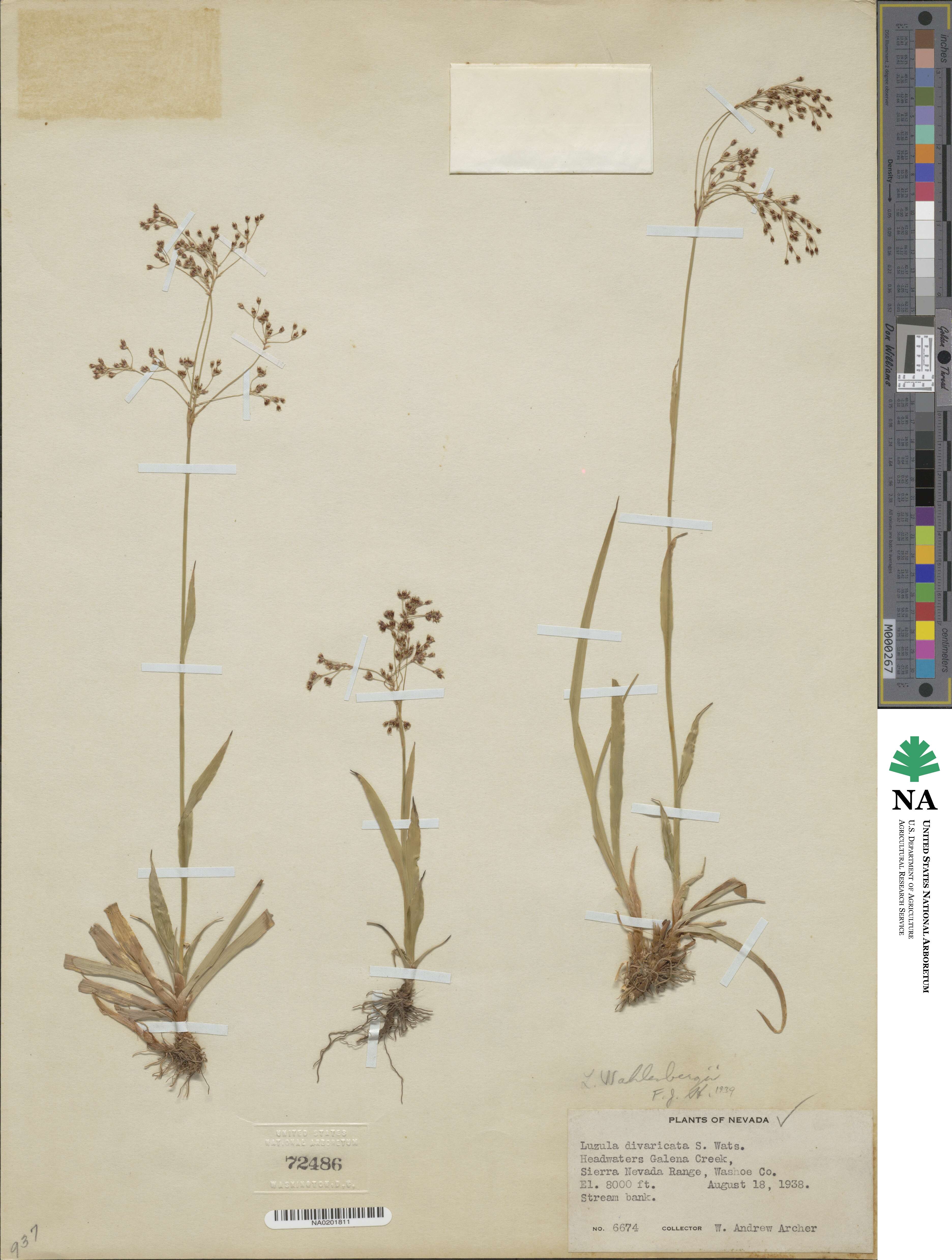 Luzula divaricata image