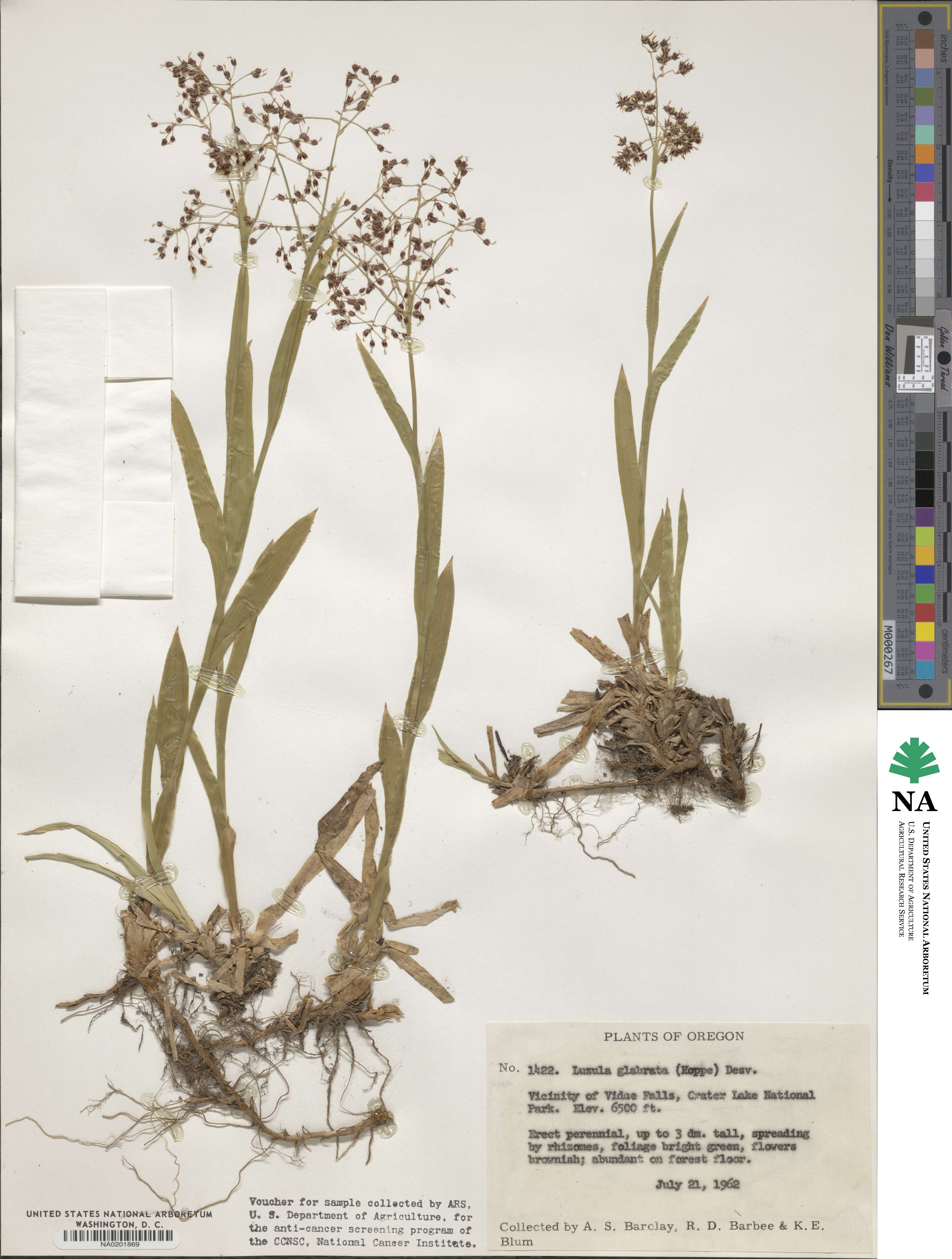 Luzula glabrata image