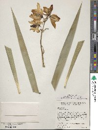 Image of Yucca gloriosa