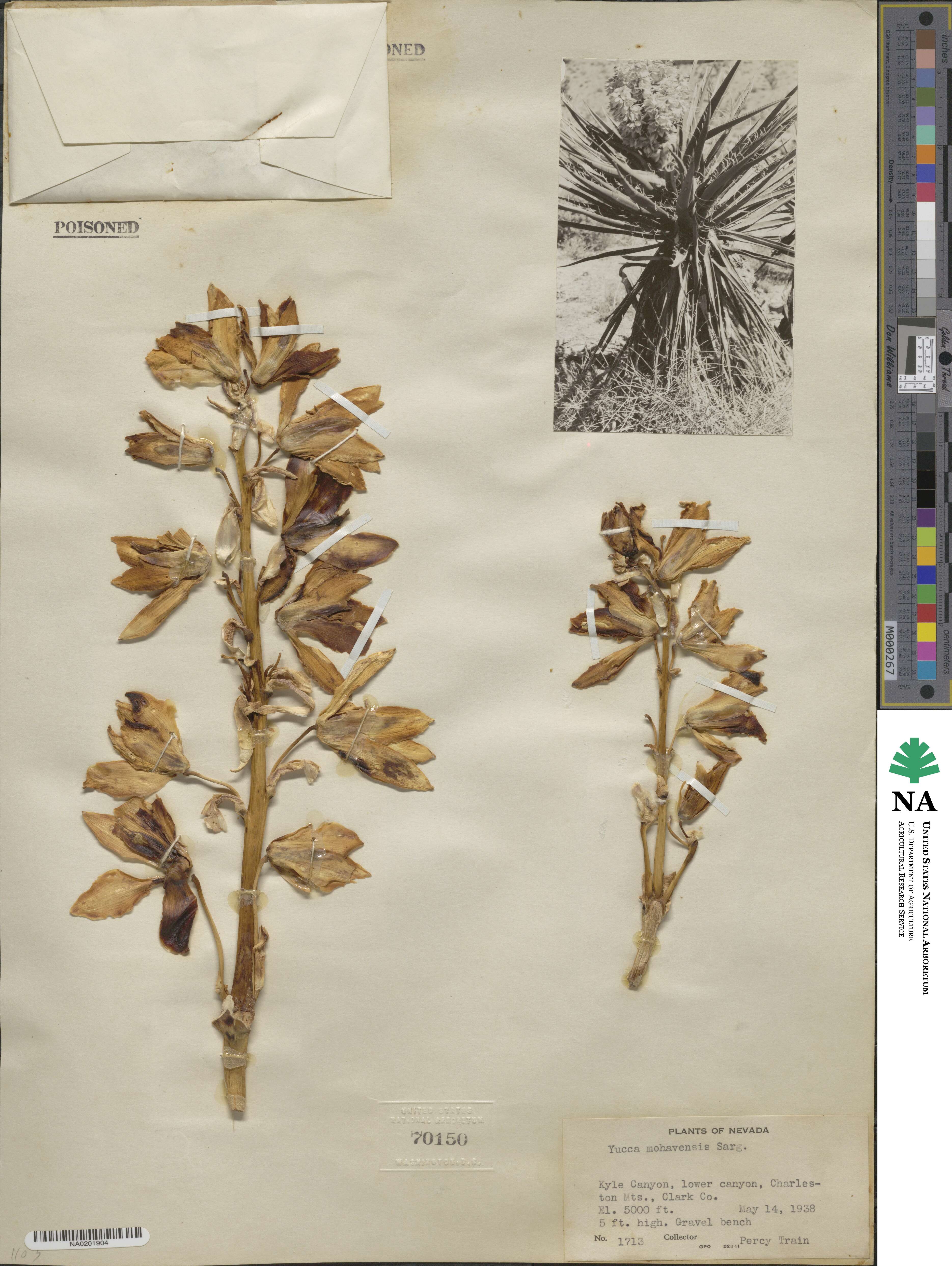 Yucca schidigera image