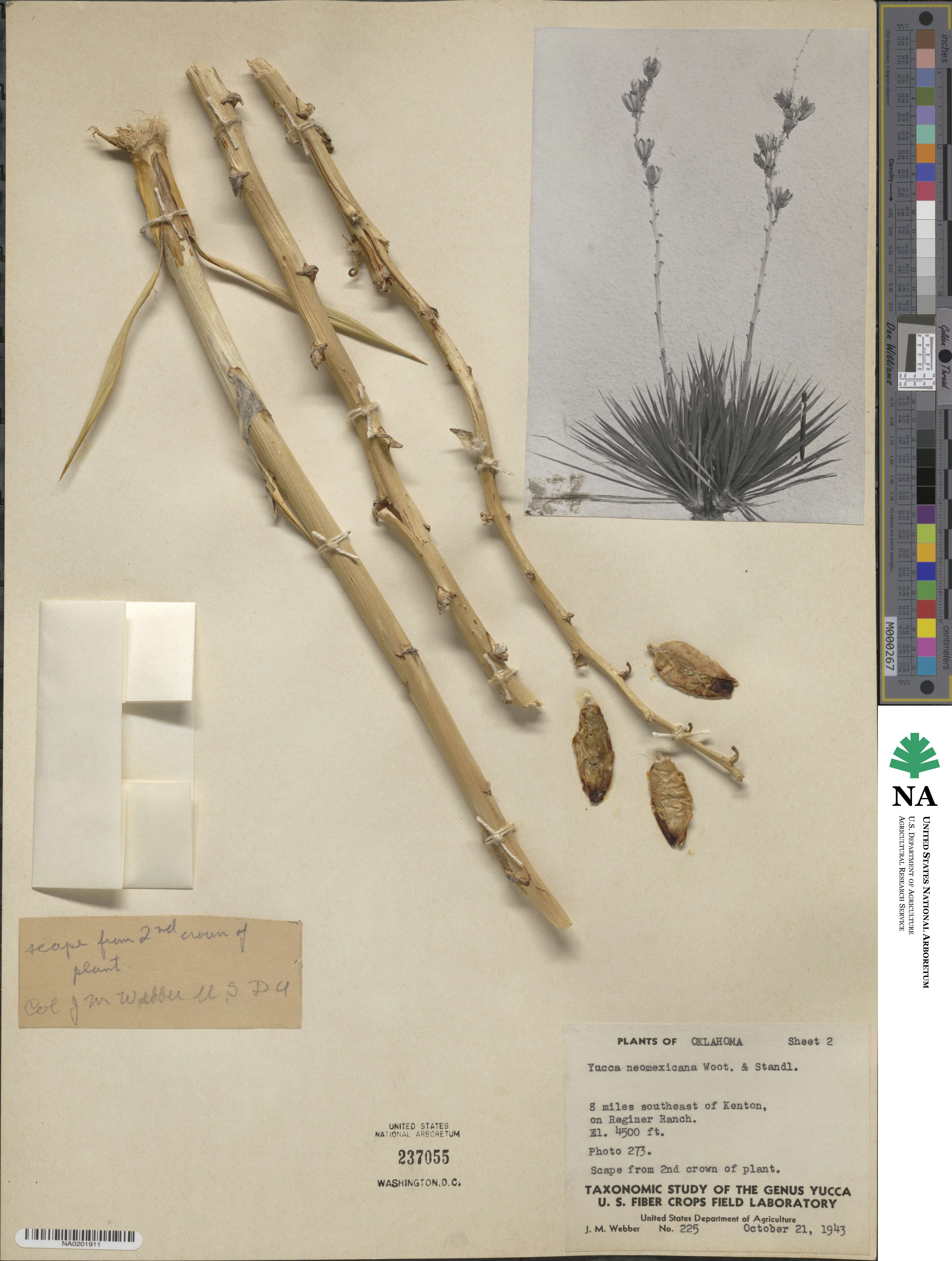 Yucca neomexicana image