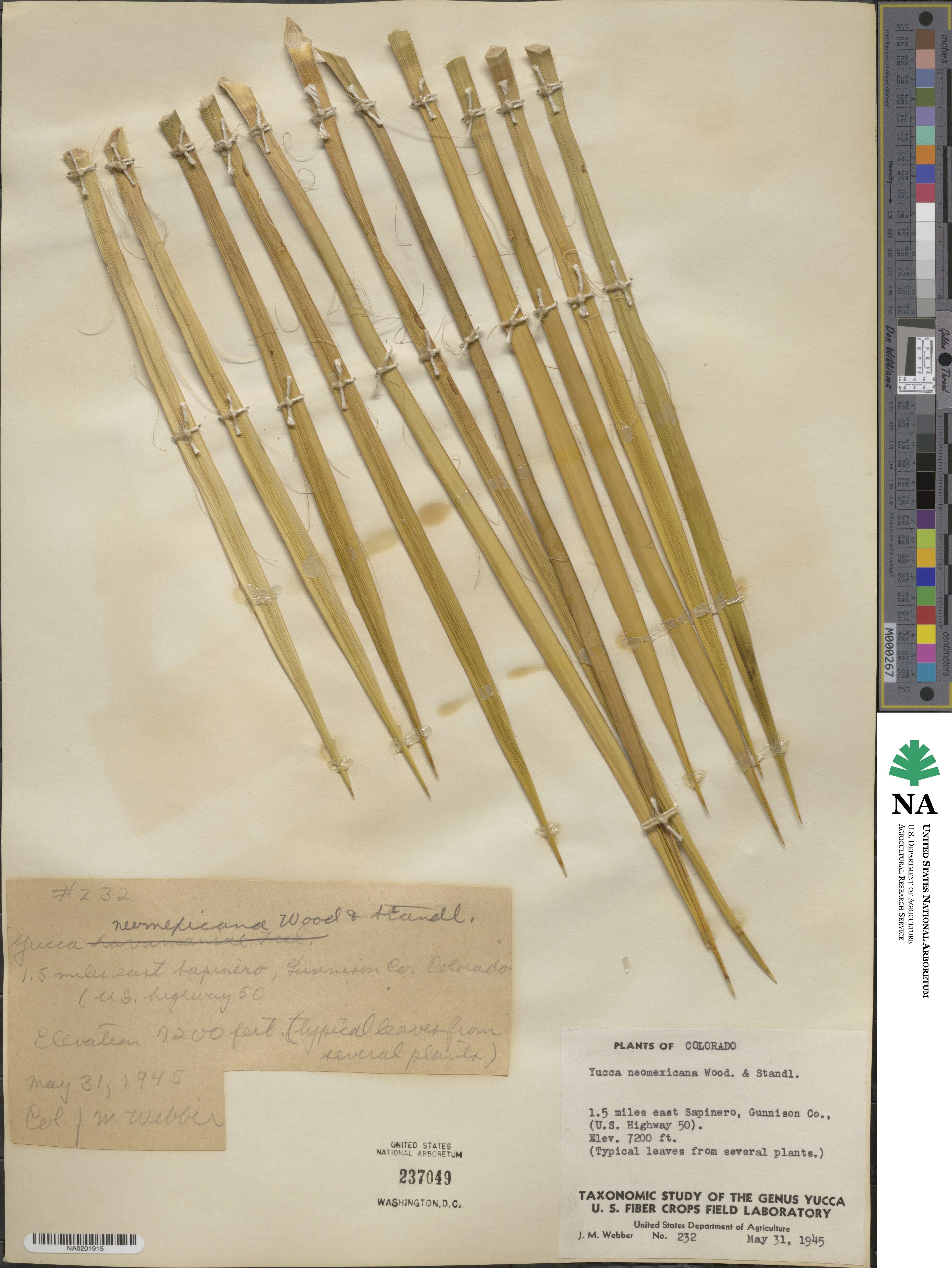 Yucca neomexicana image