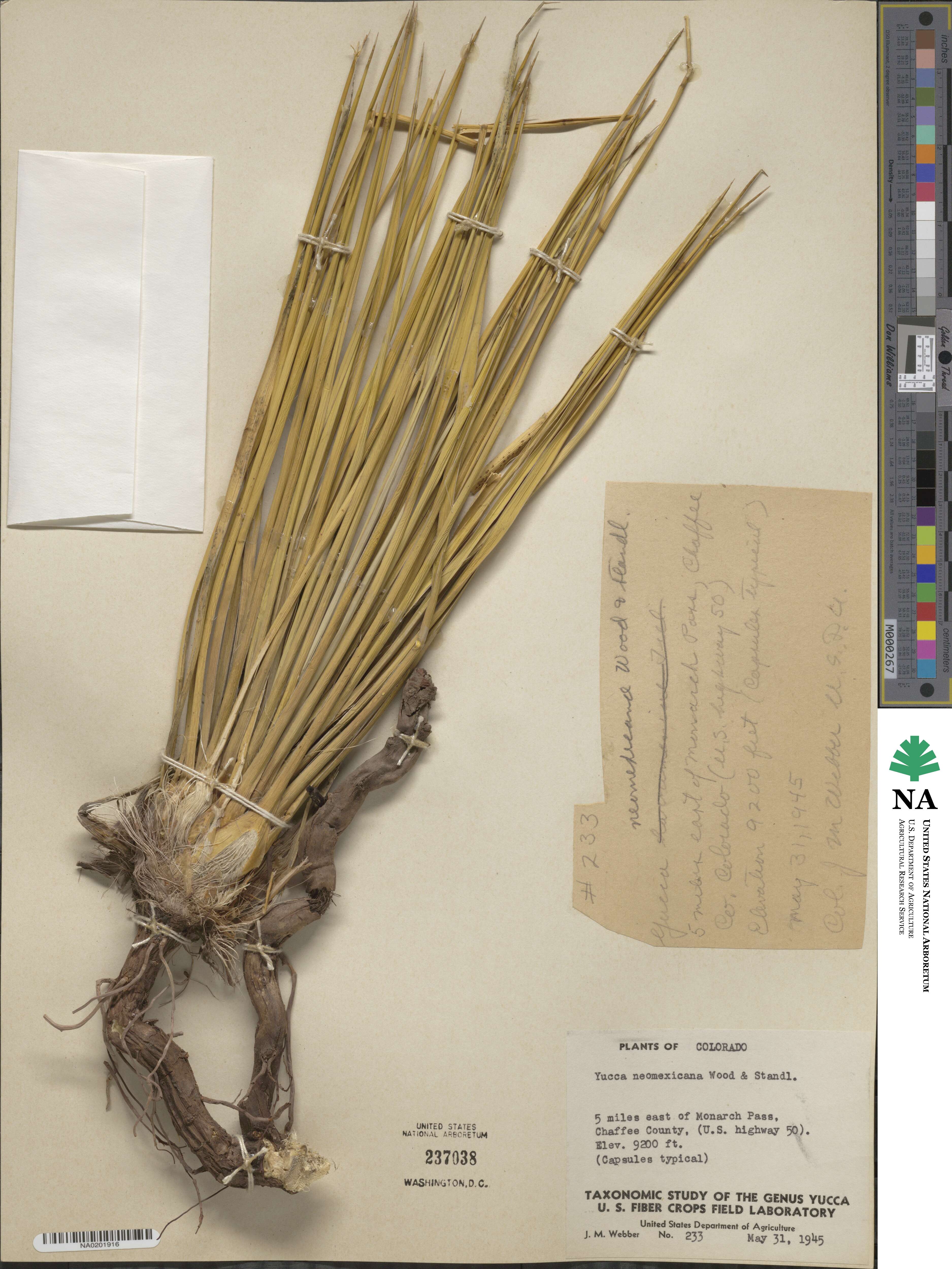 Yucca neomexicana image