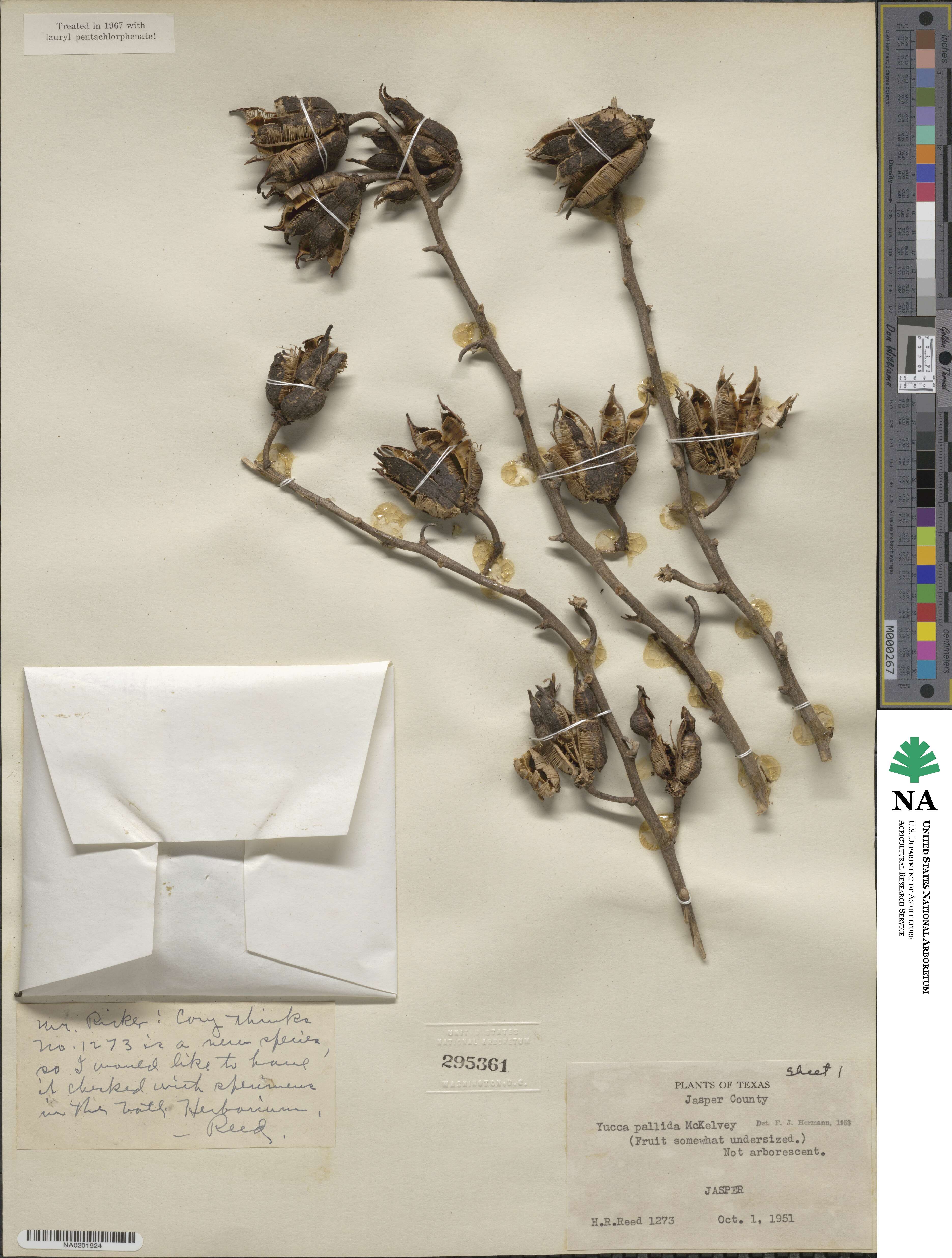 Yucca pallida image