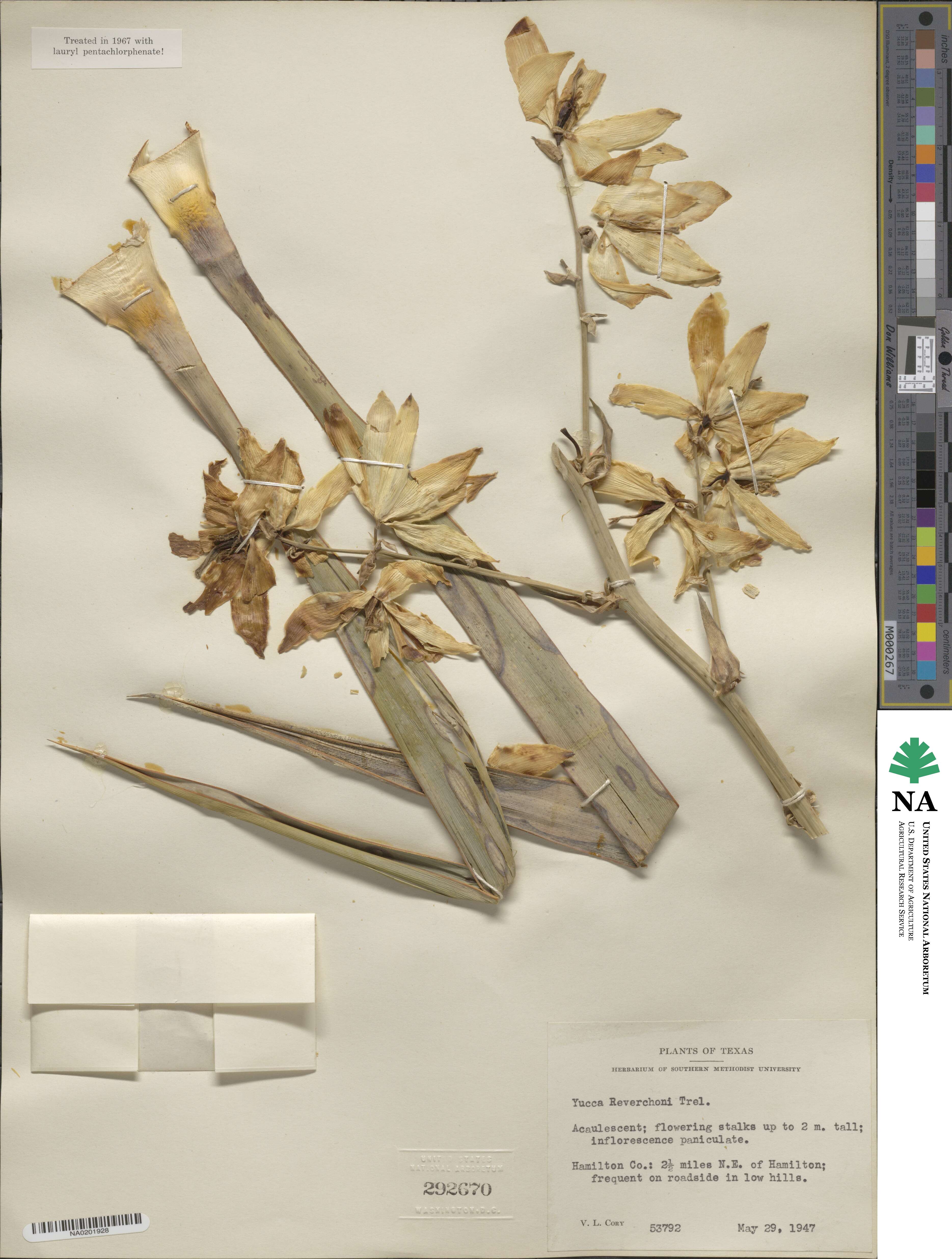 Yucca reverchonii image