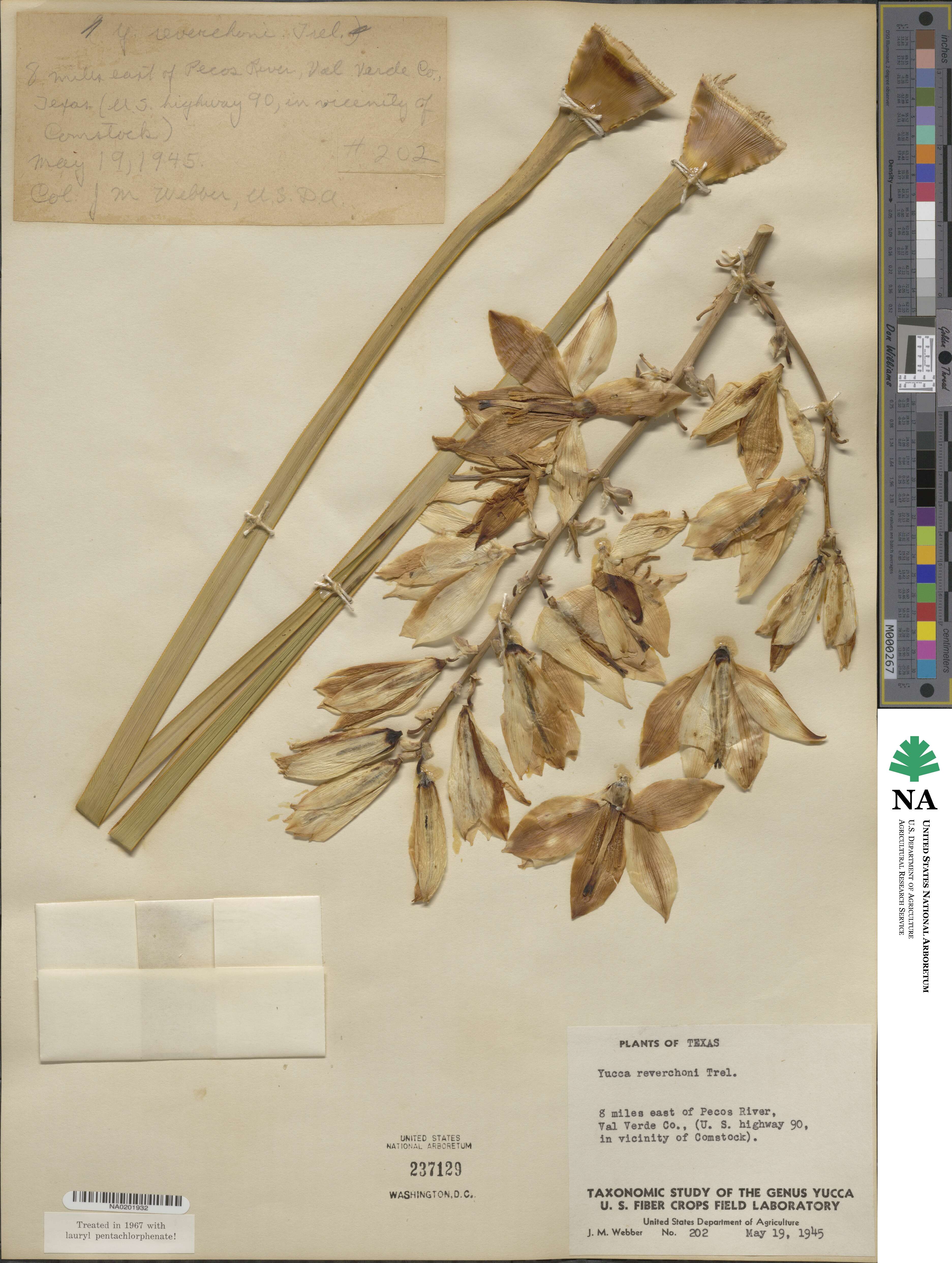 Yucca reverchonii image