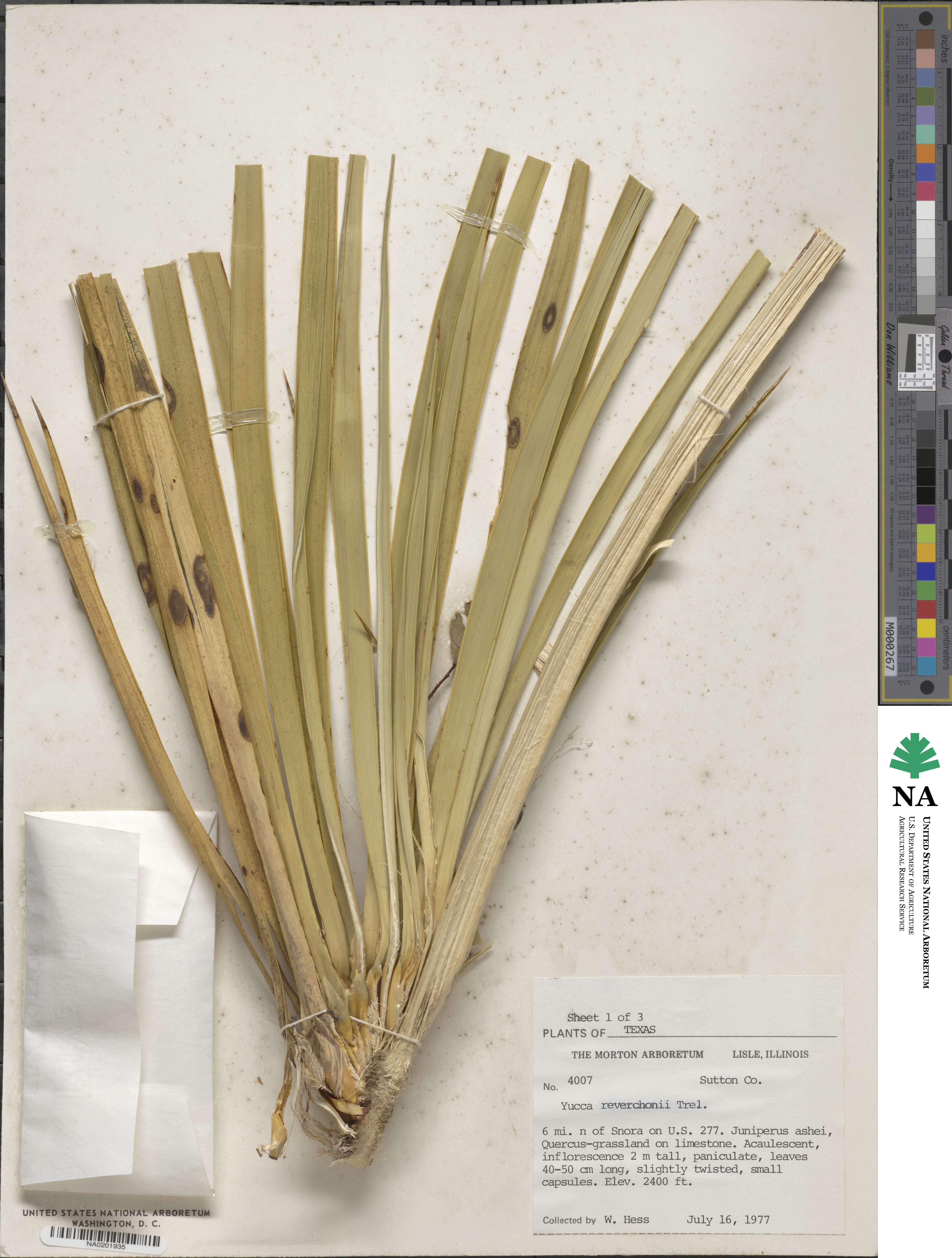 Yucca reverchonii image