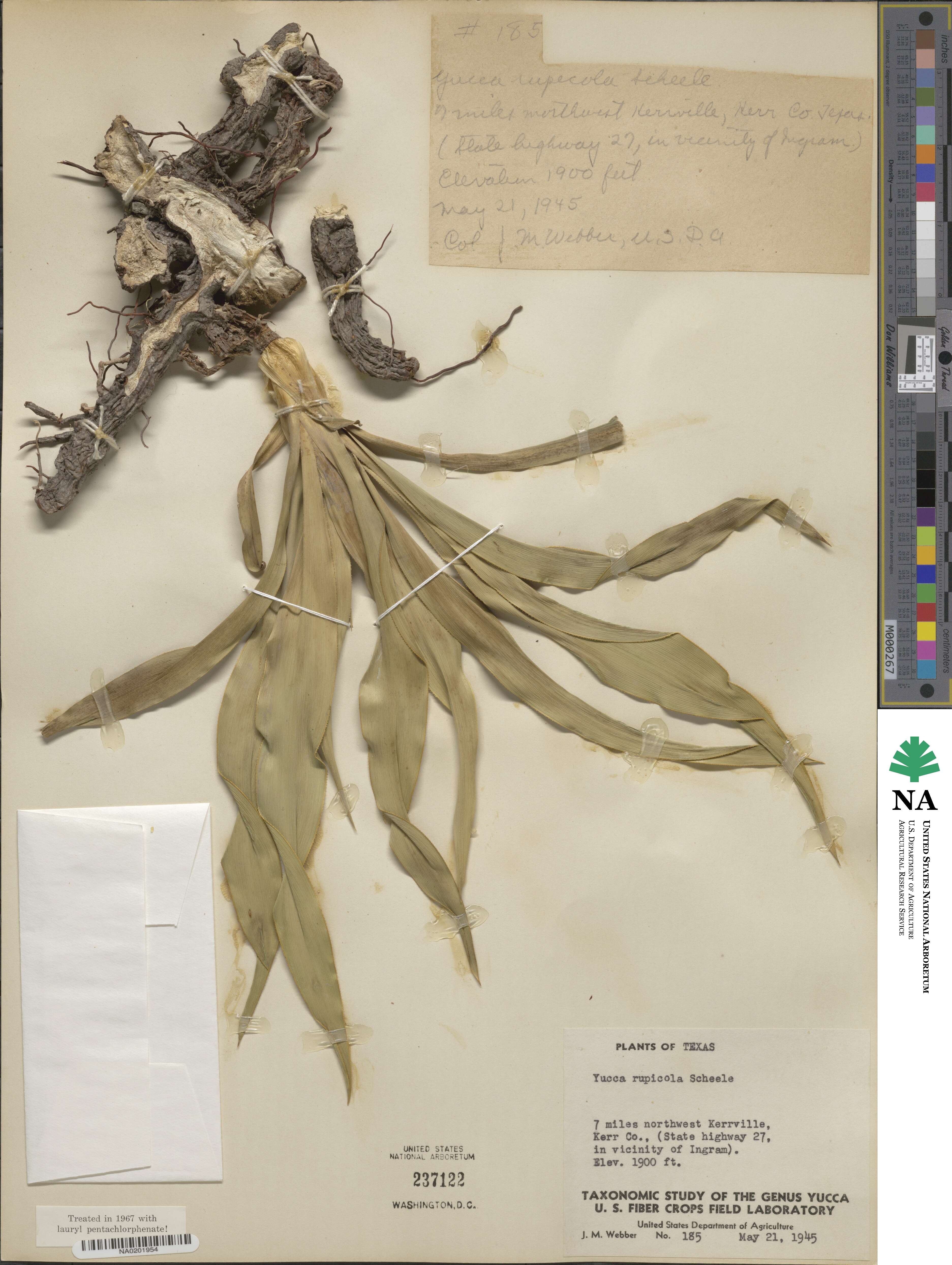 Yucca rupicola image