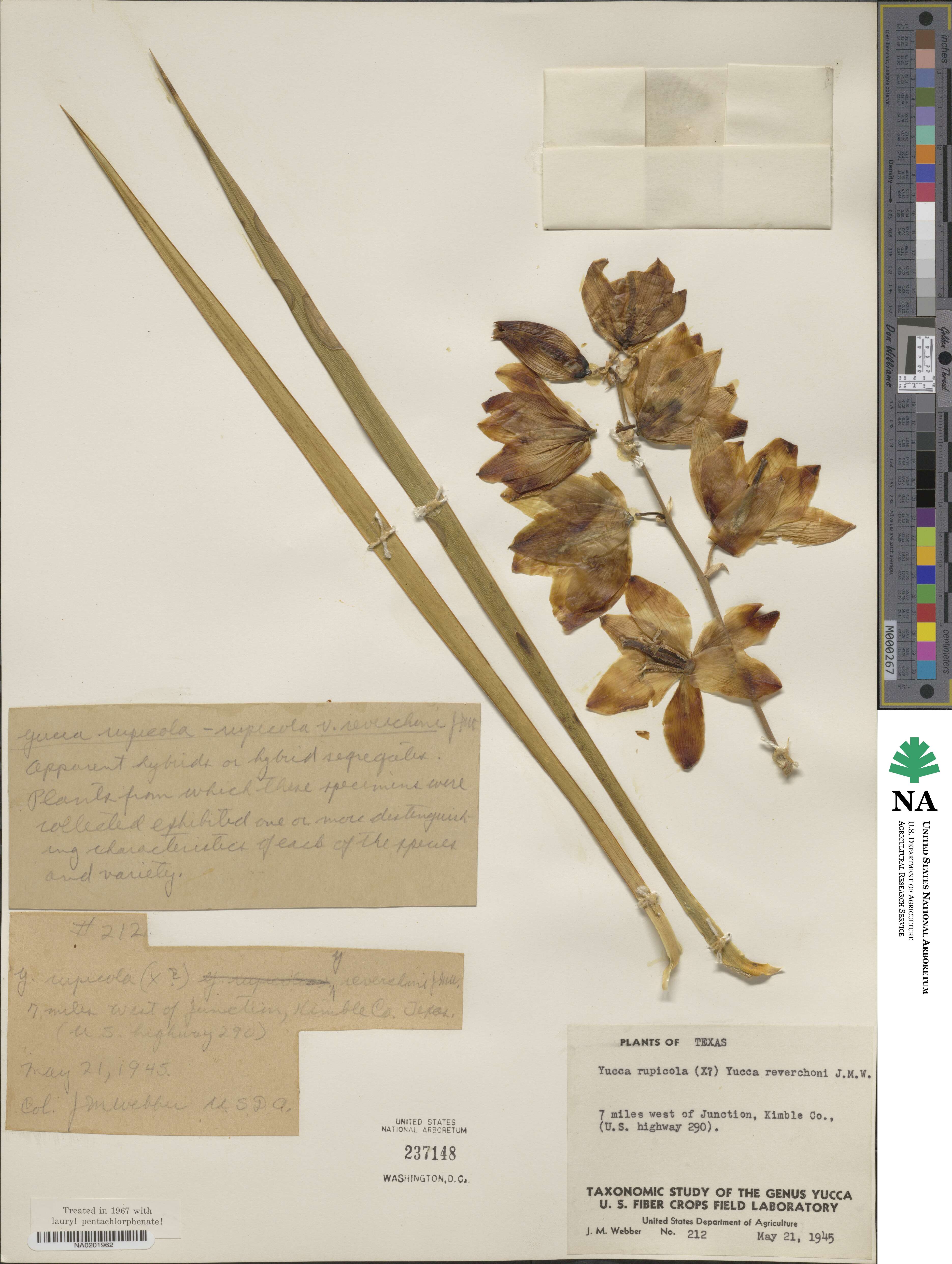 Yucca rupicola image