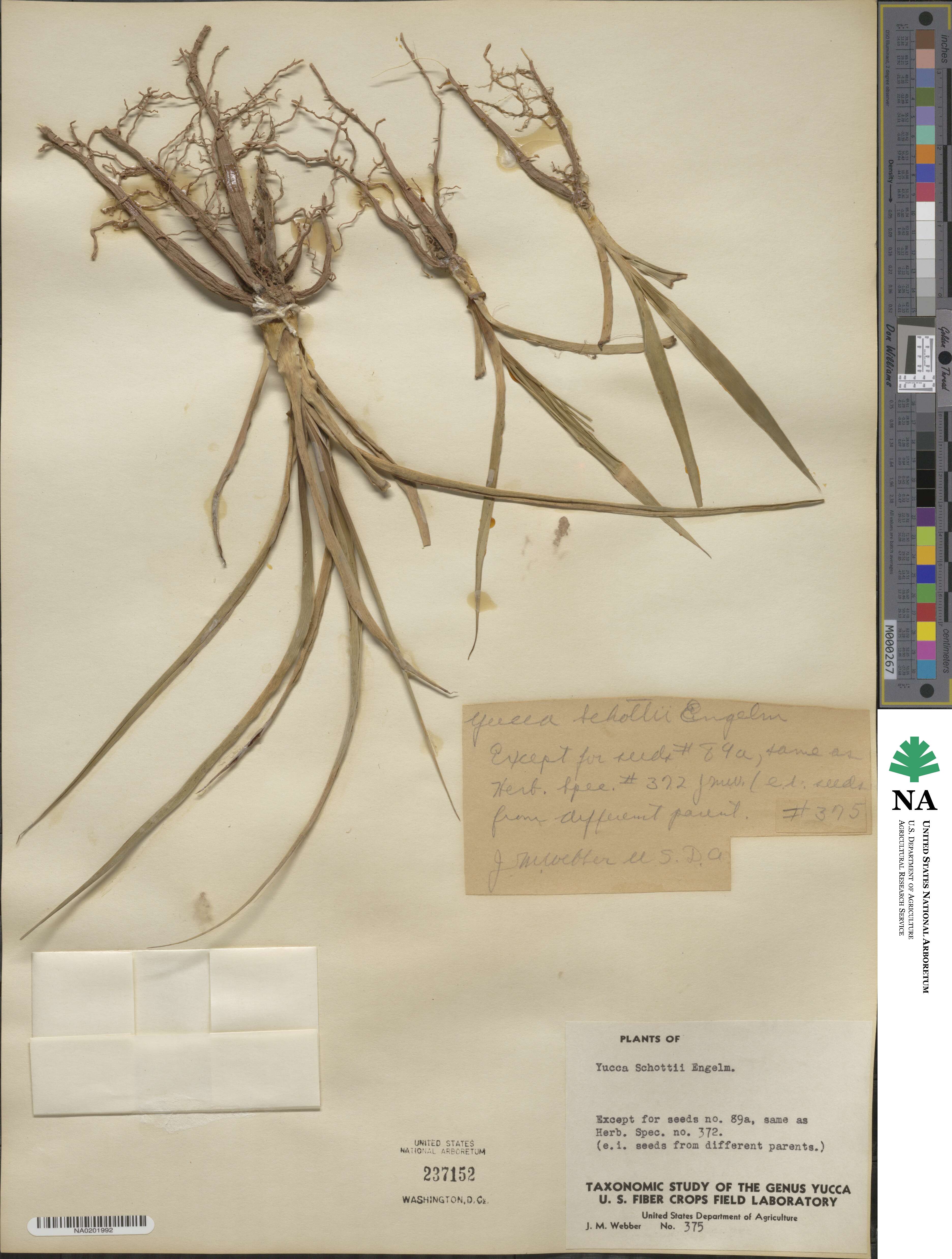 Yucca schottii image