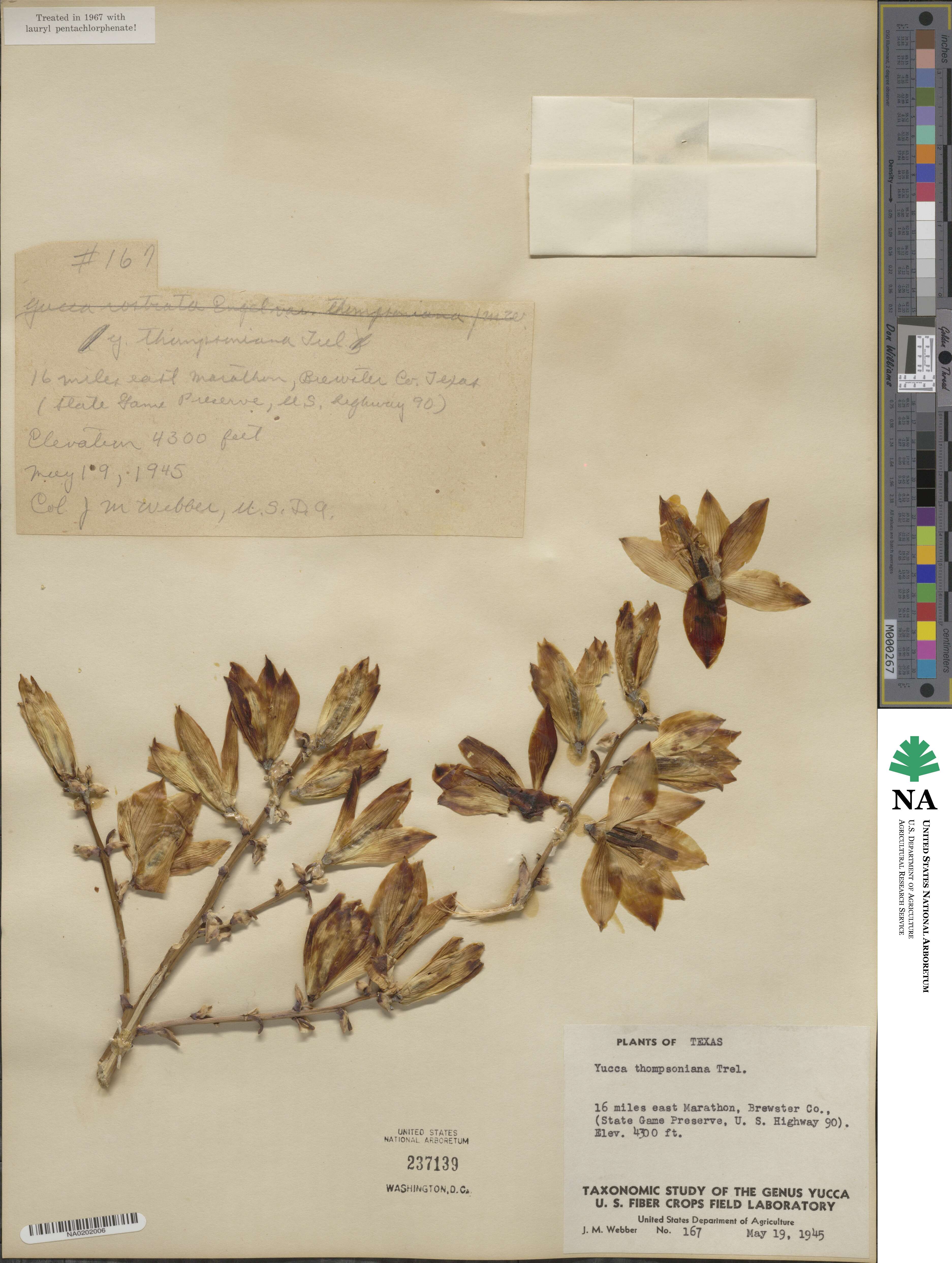Yucca thompsoniana image