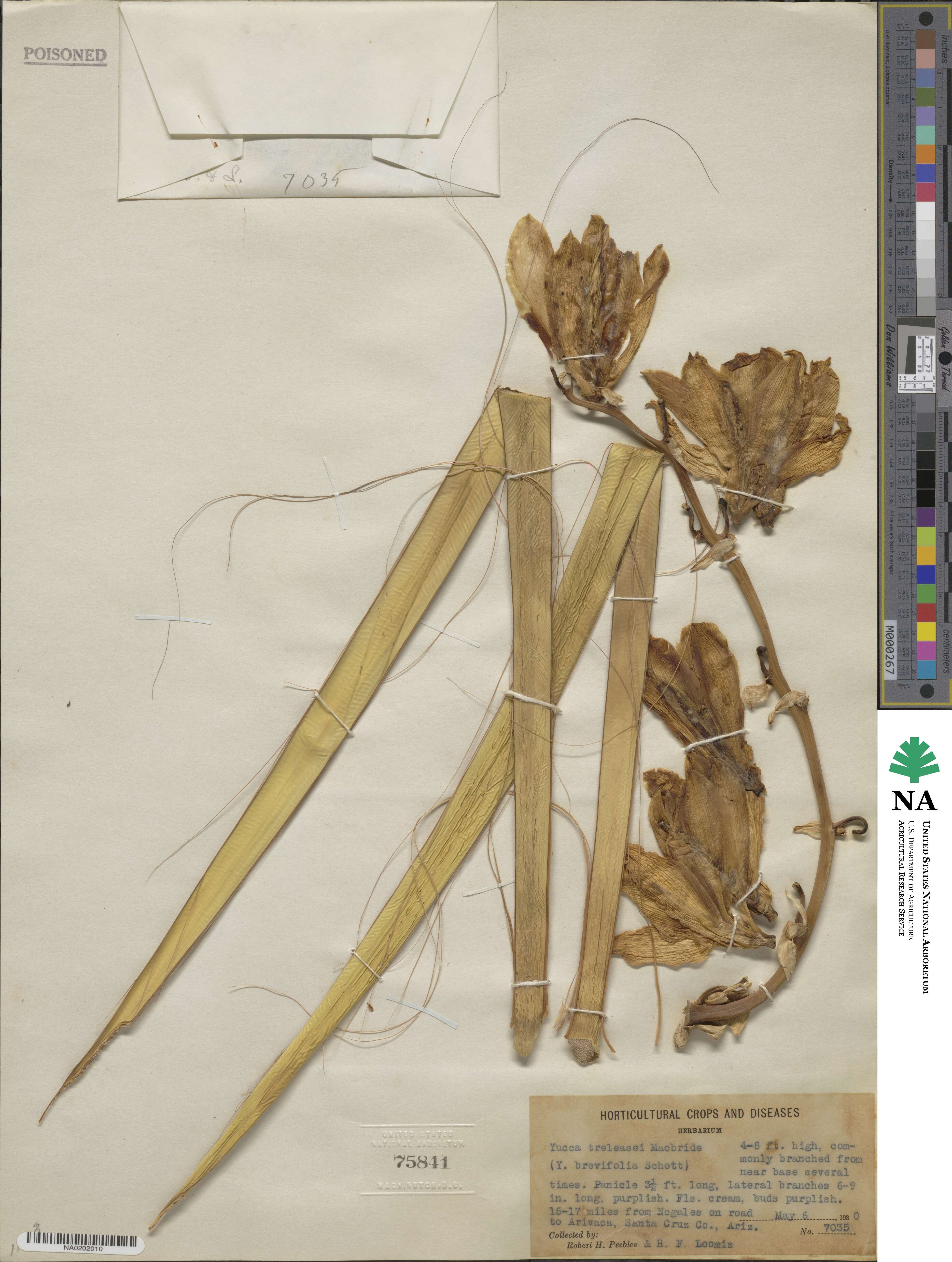 Yucca baccata image