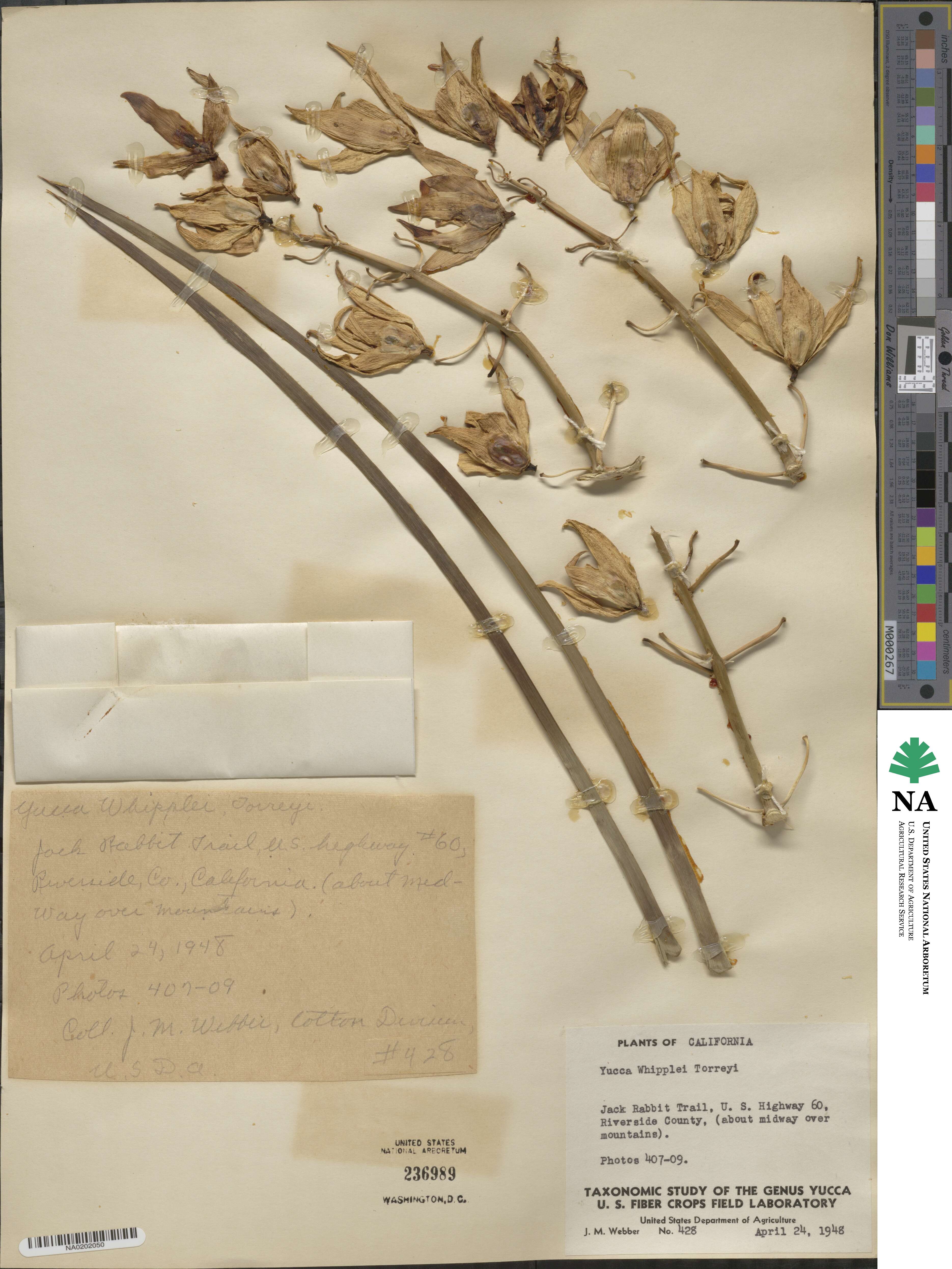 Hesperoyucca whipplei image