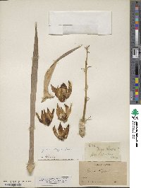 Hesperoyucca whipplei image