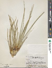 Hesperoyucca whipplei image