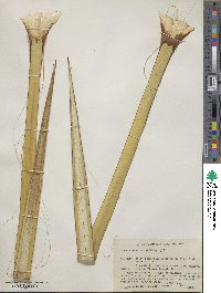 Yucca baccata image