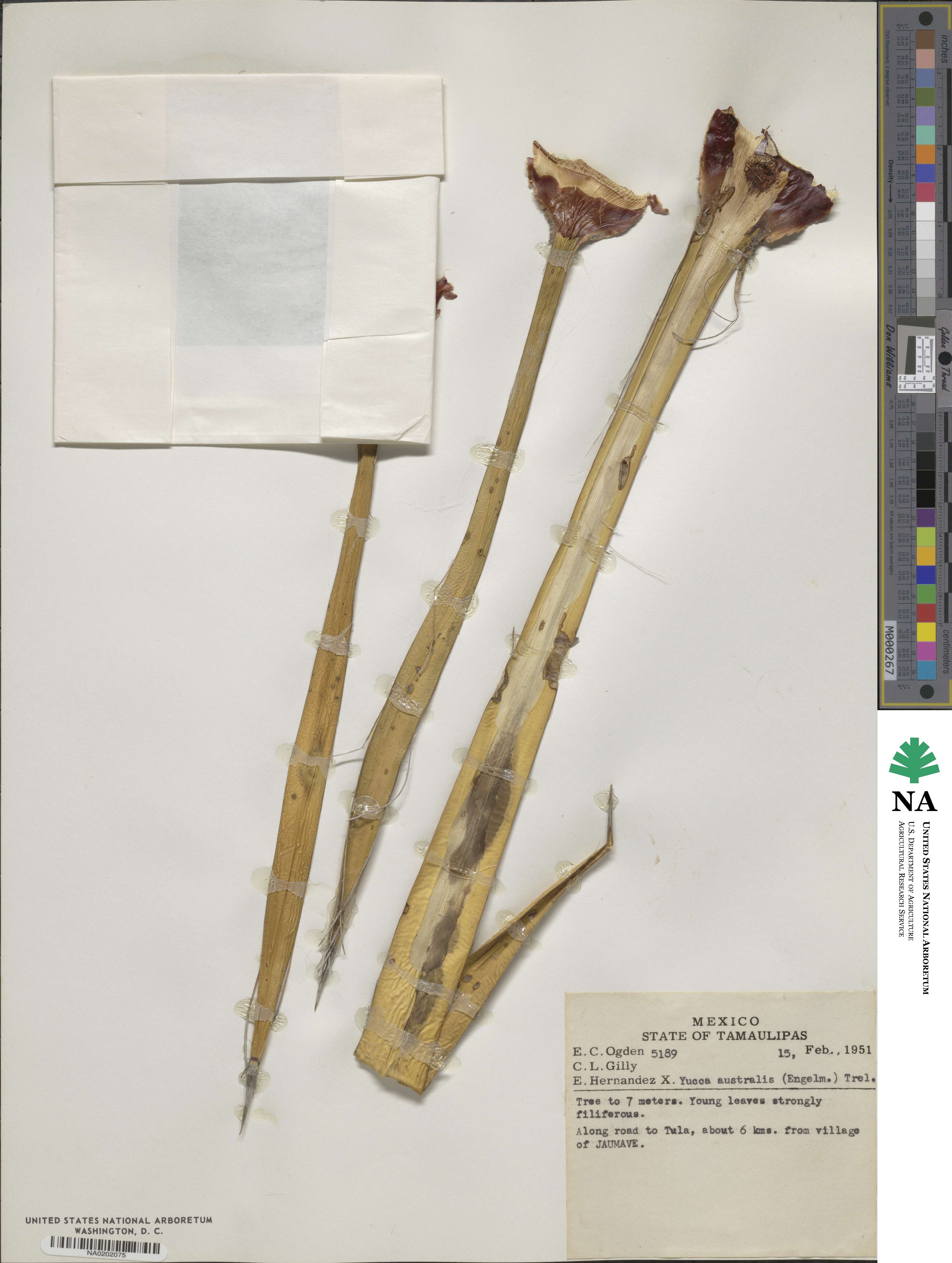 Yucca baccata var. brevifolia image