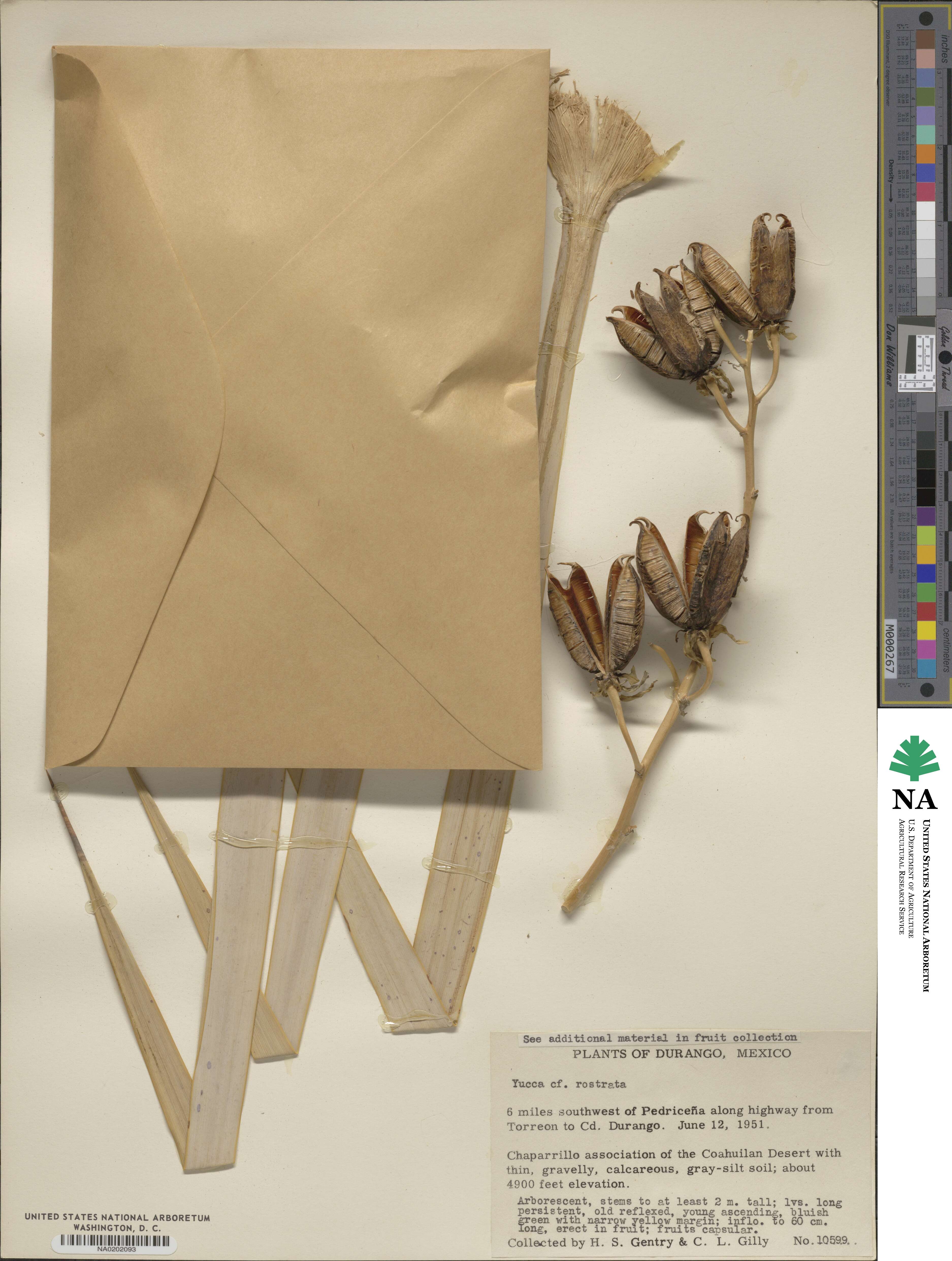 Yucca rostrata image