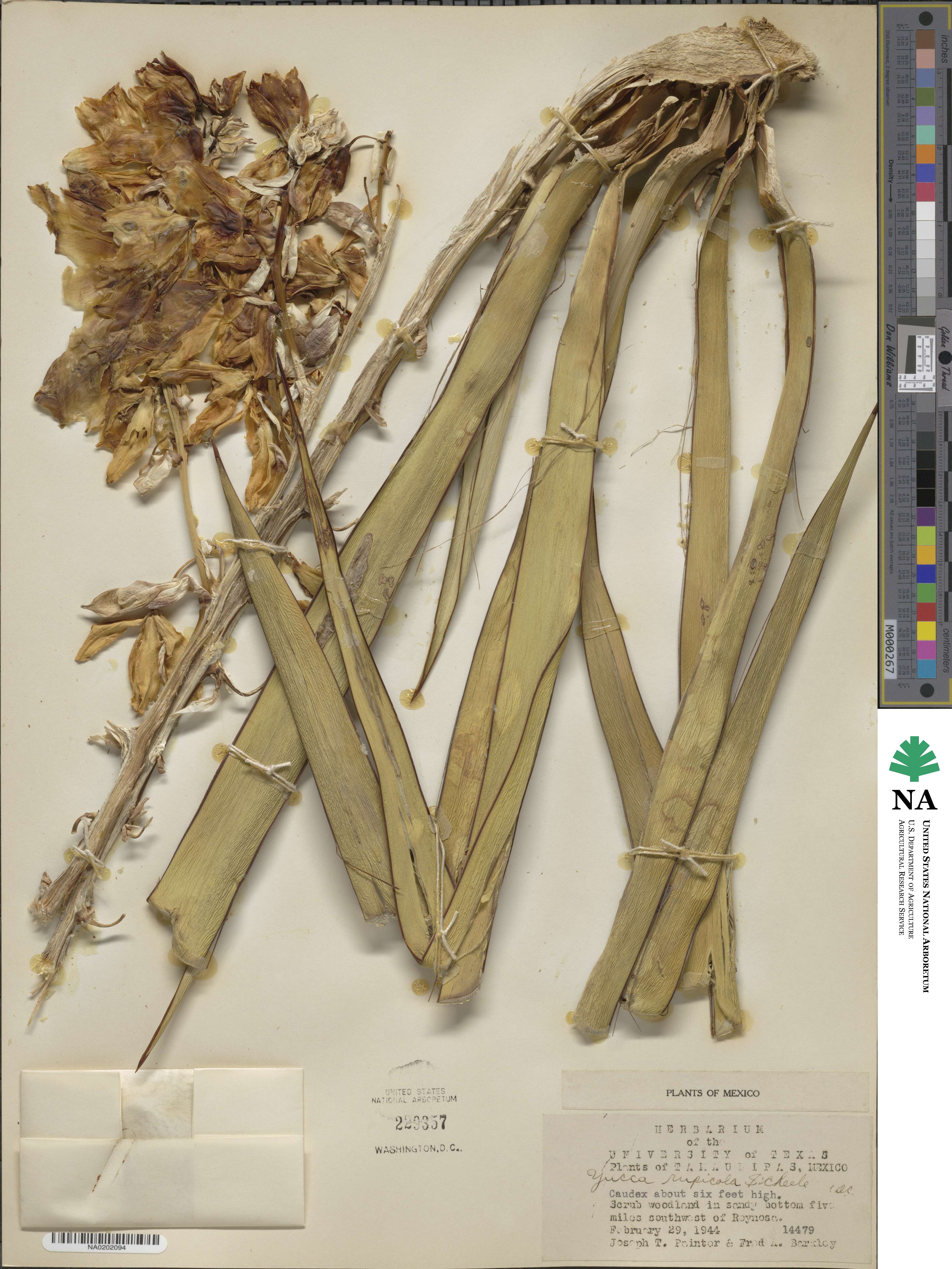 Yucca rupicola image