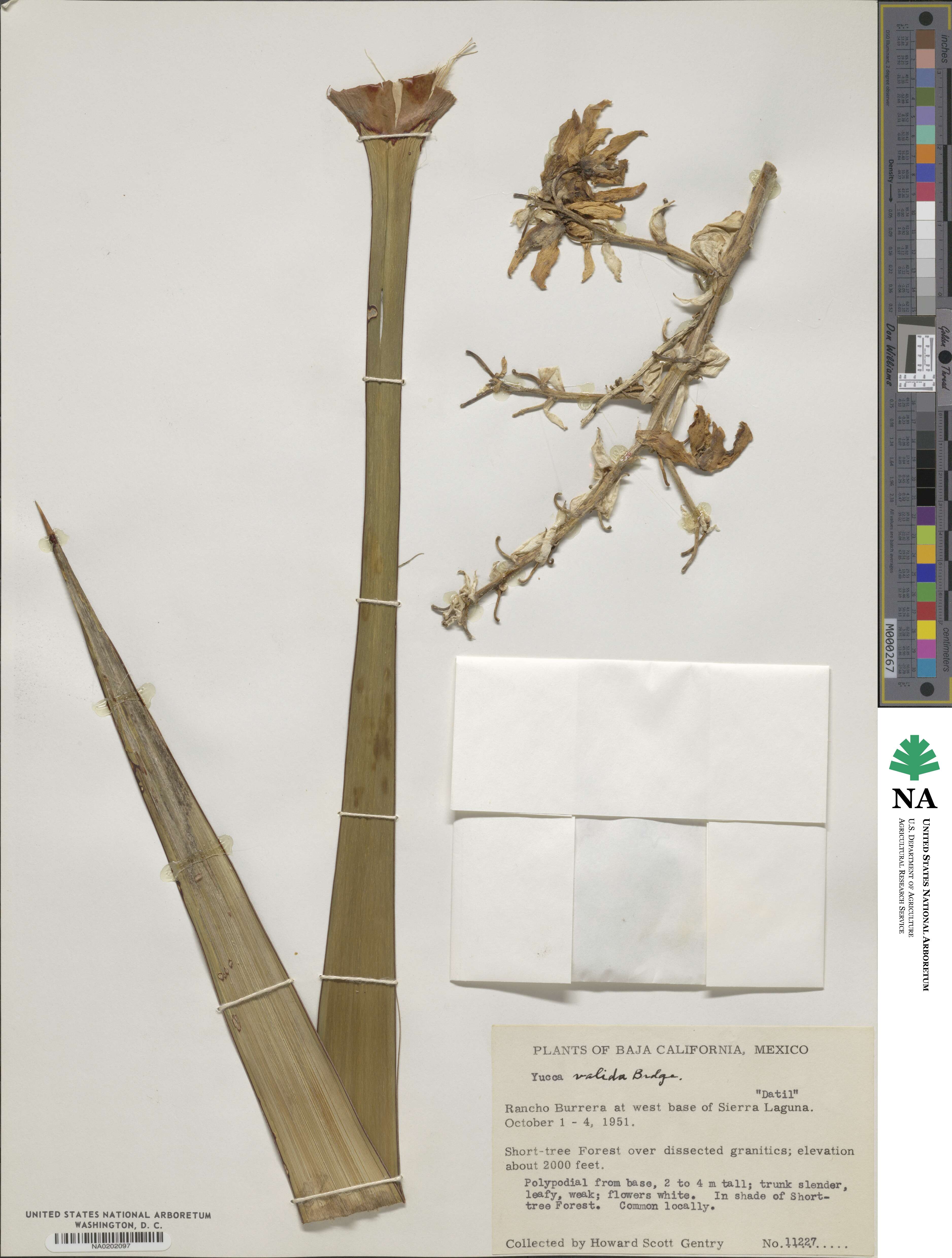 Yucca valida image