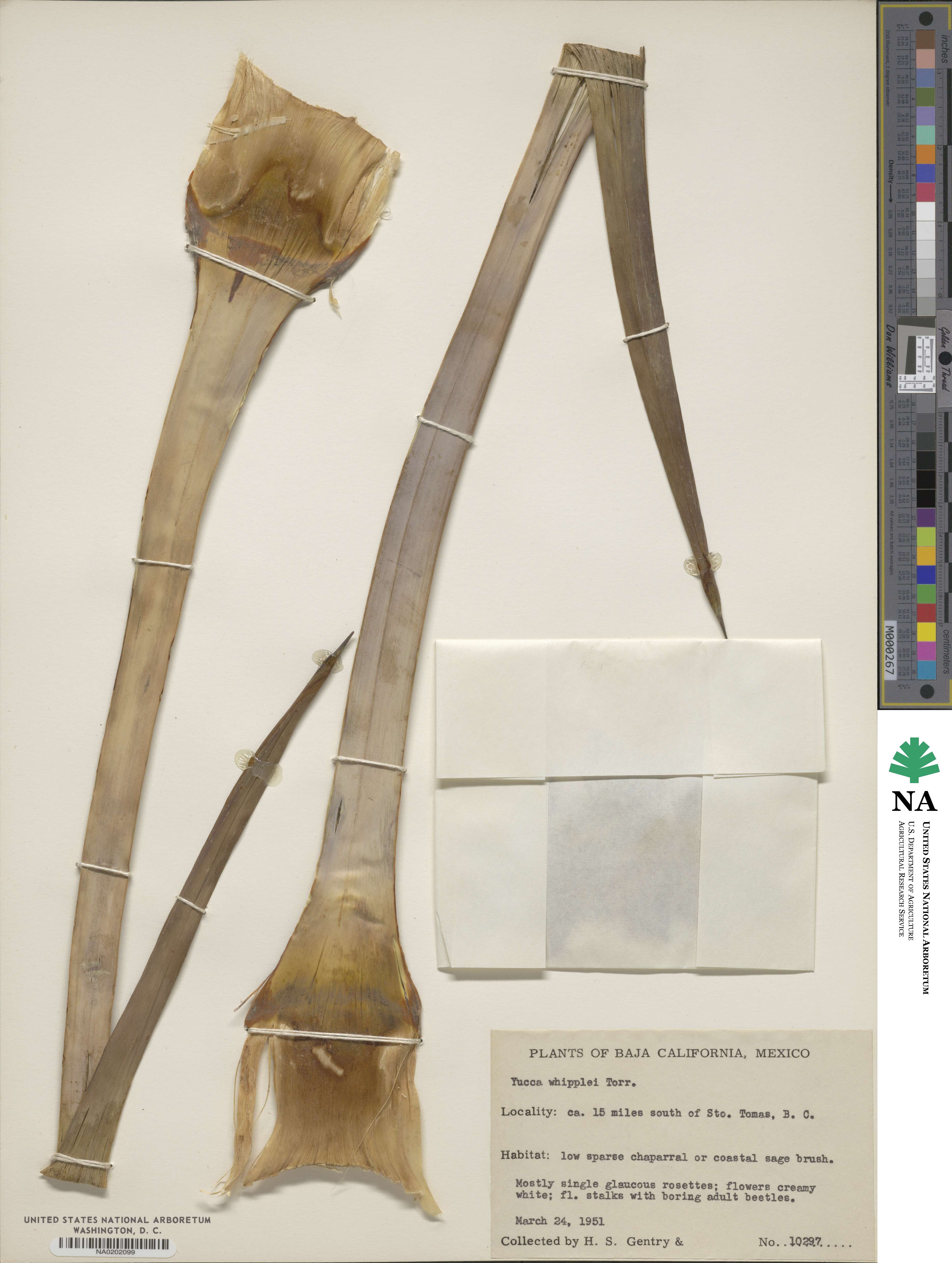 Hesperoyucca whipplei image