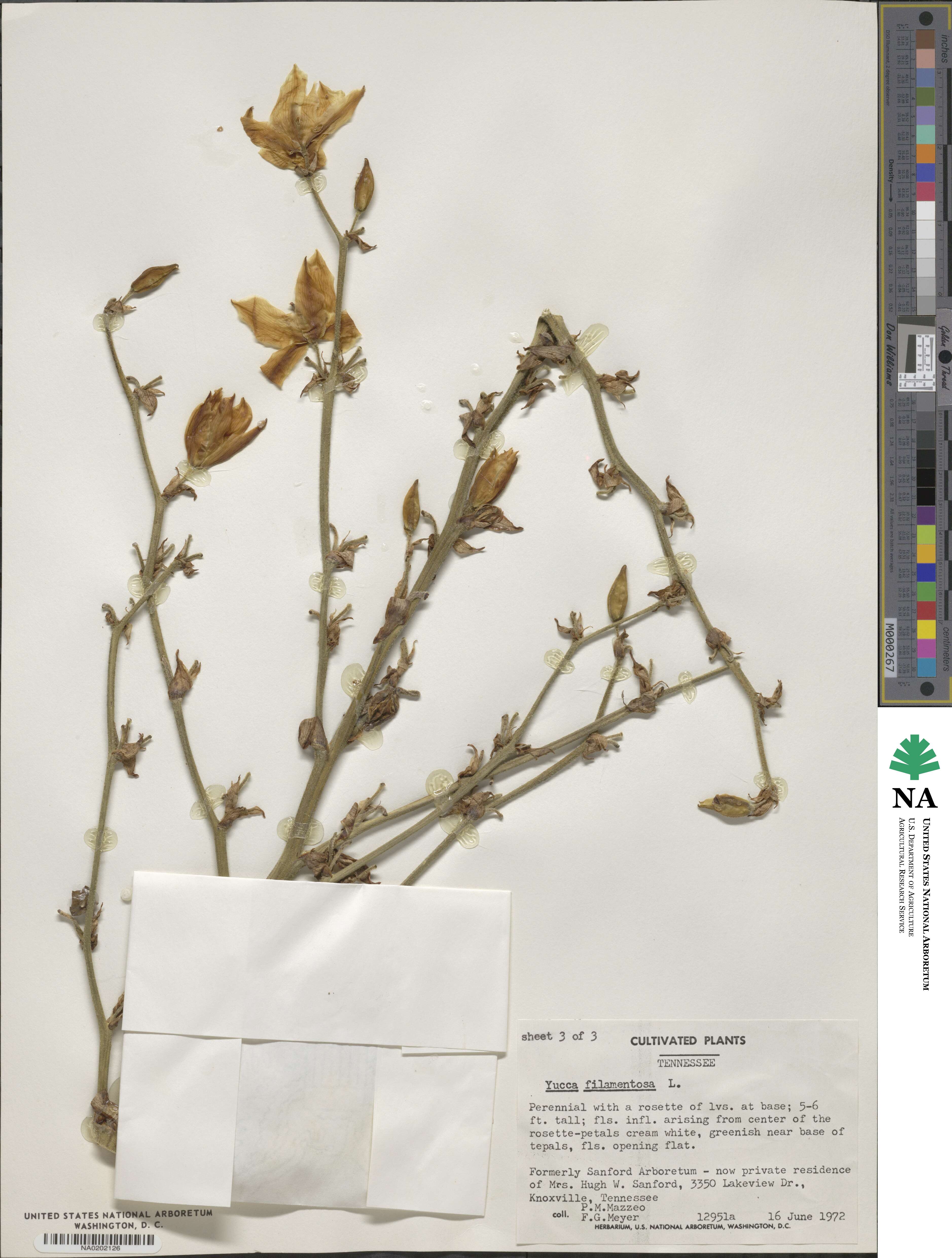 Yucca image