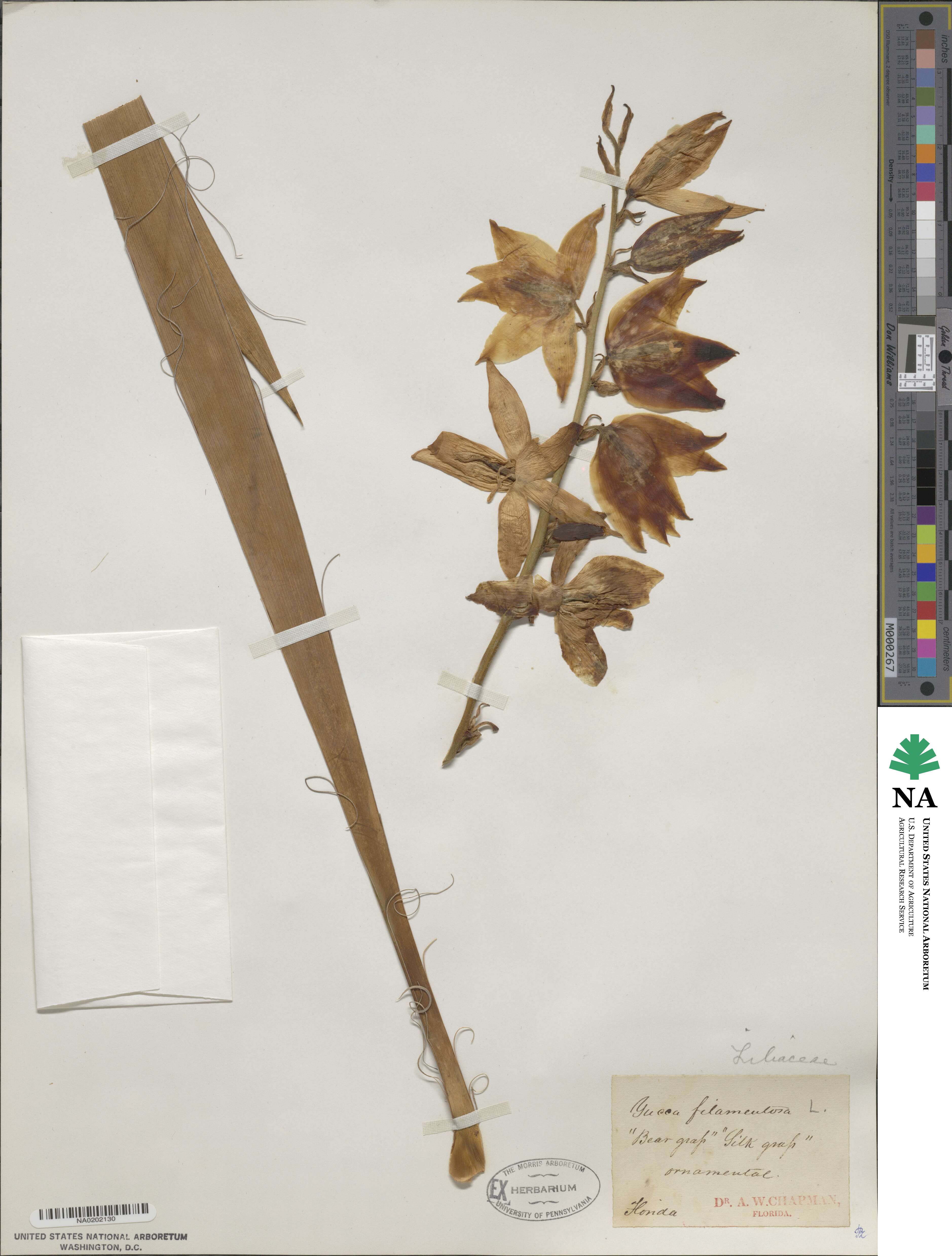 Yucca filamentosa image