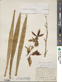 Yucca filamentosa image