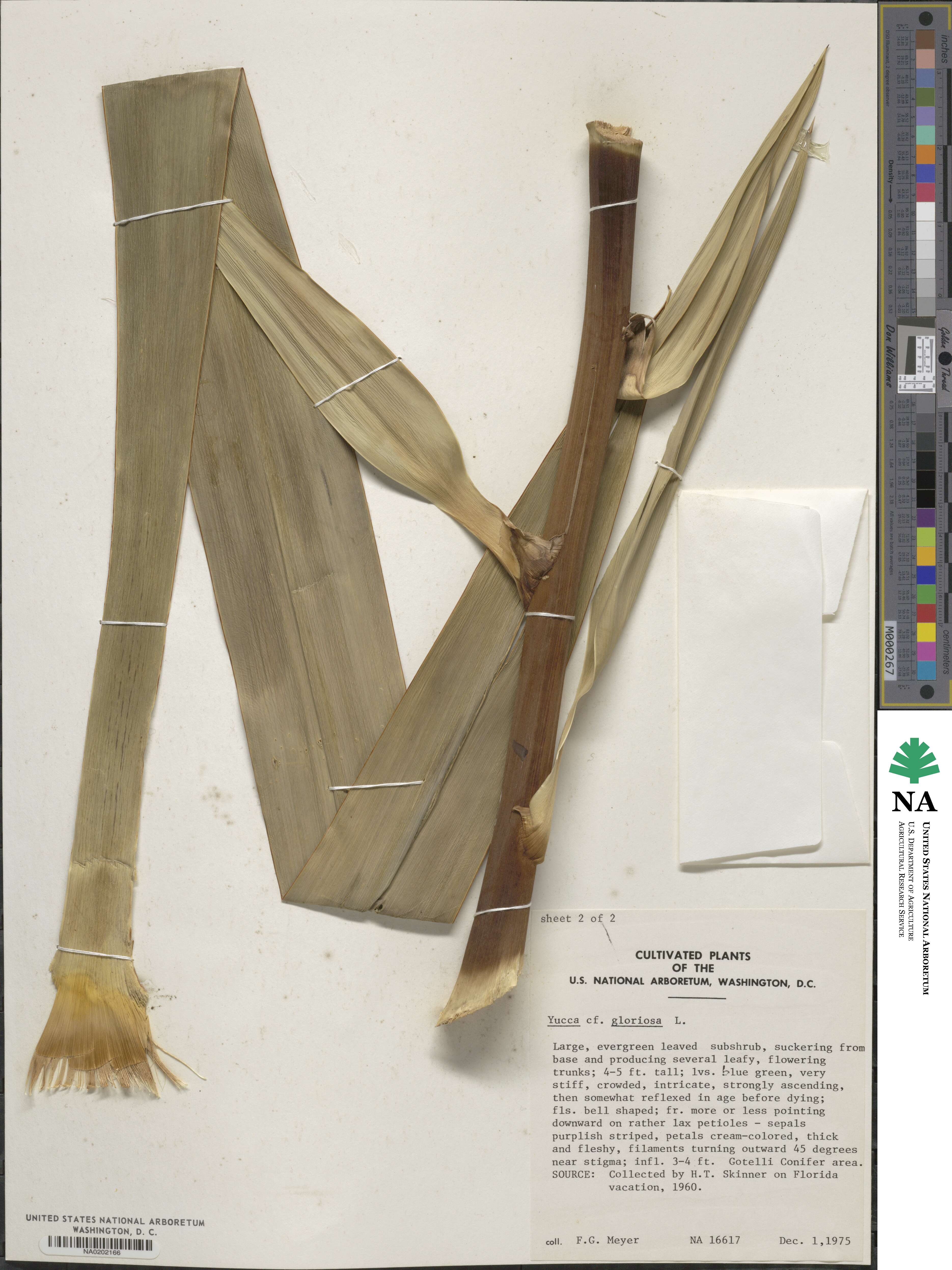 Yucca gloriosa image