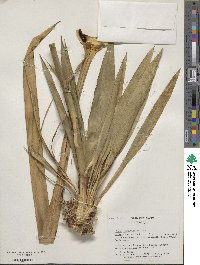 Yucca gloriosa var. tristis image