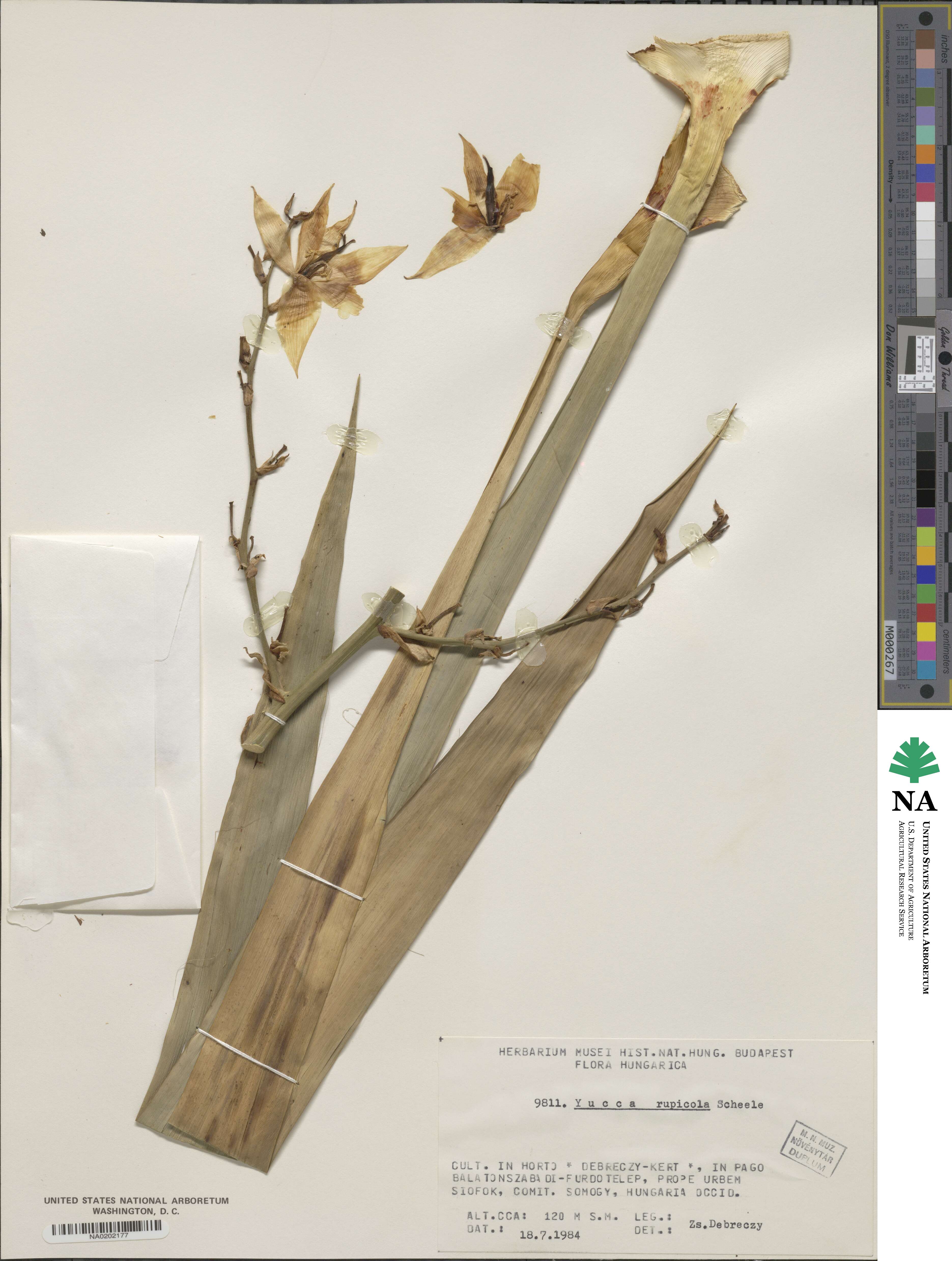 Yucca rupicola image