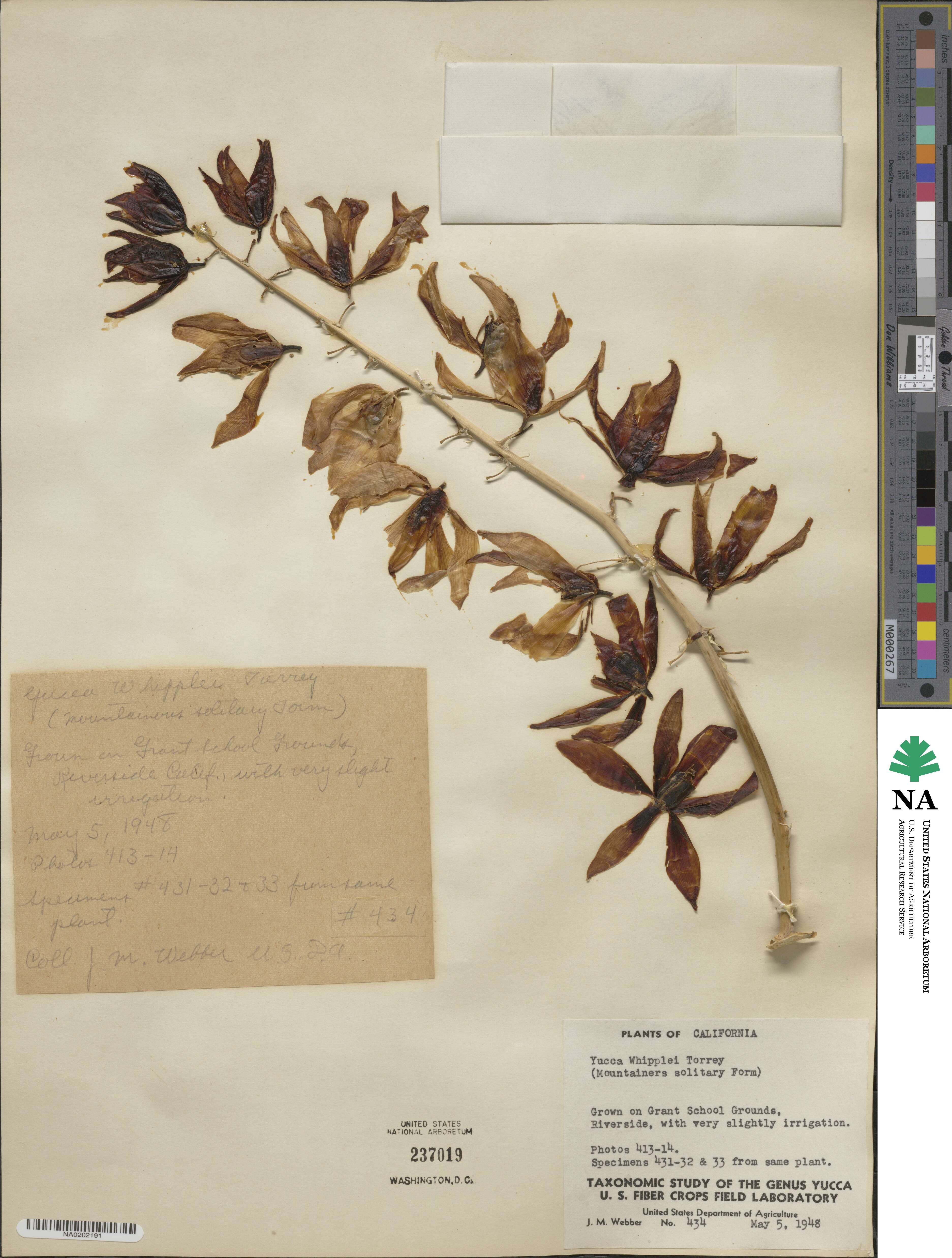 Hesperoyucca whipplei image