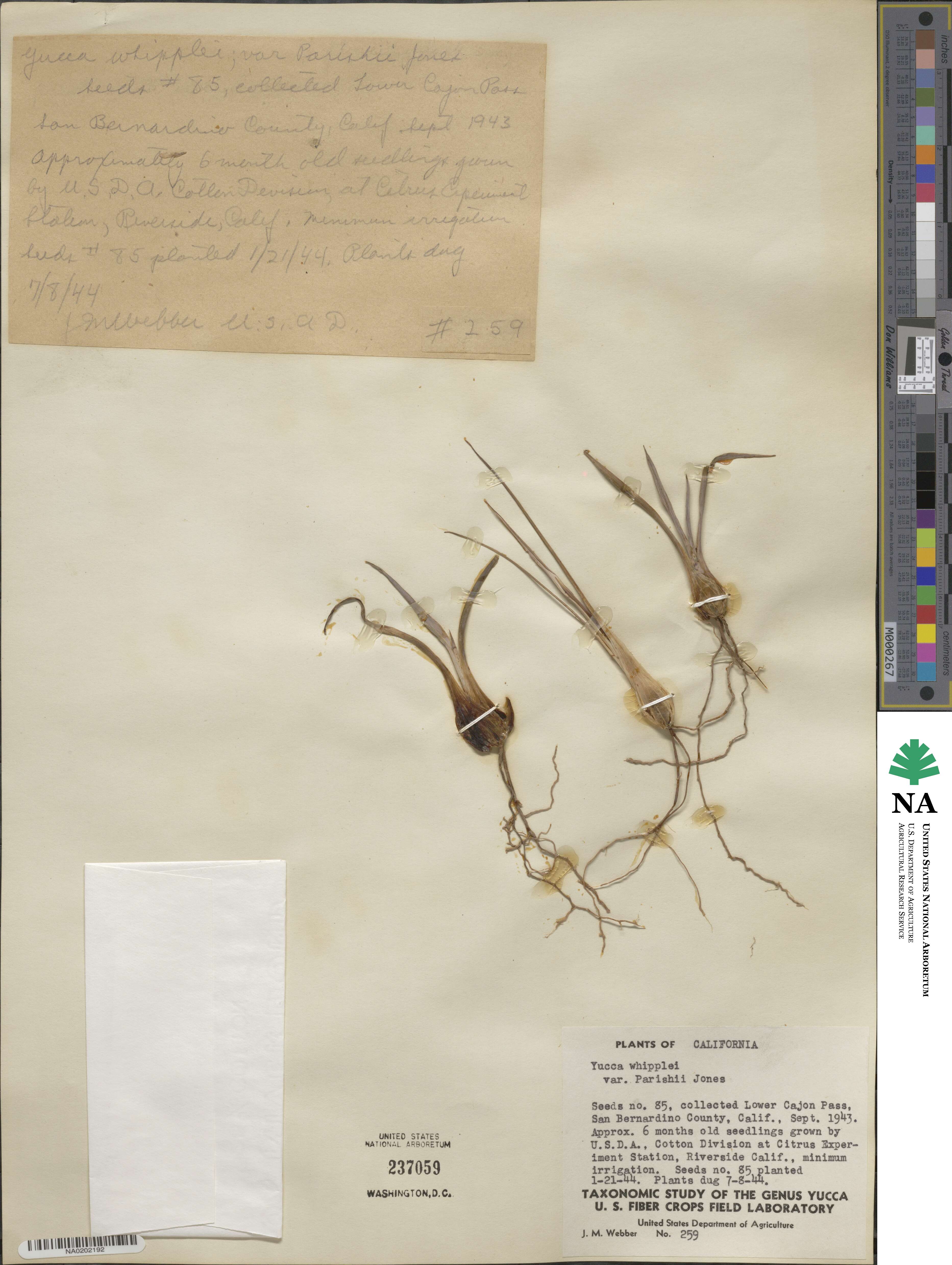 Hesperoyucca image