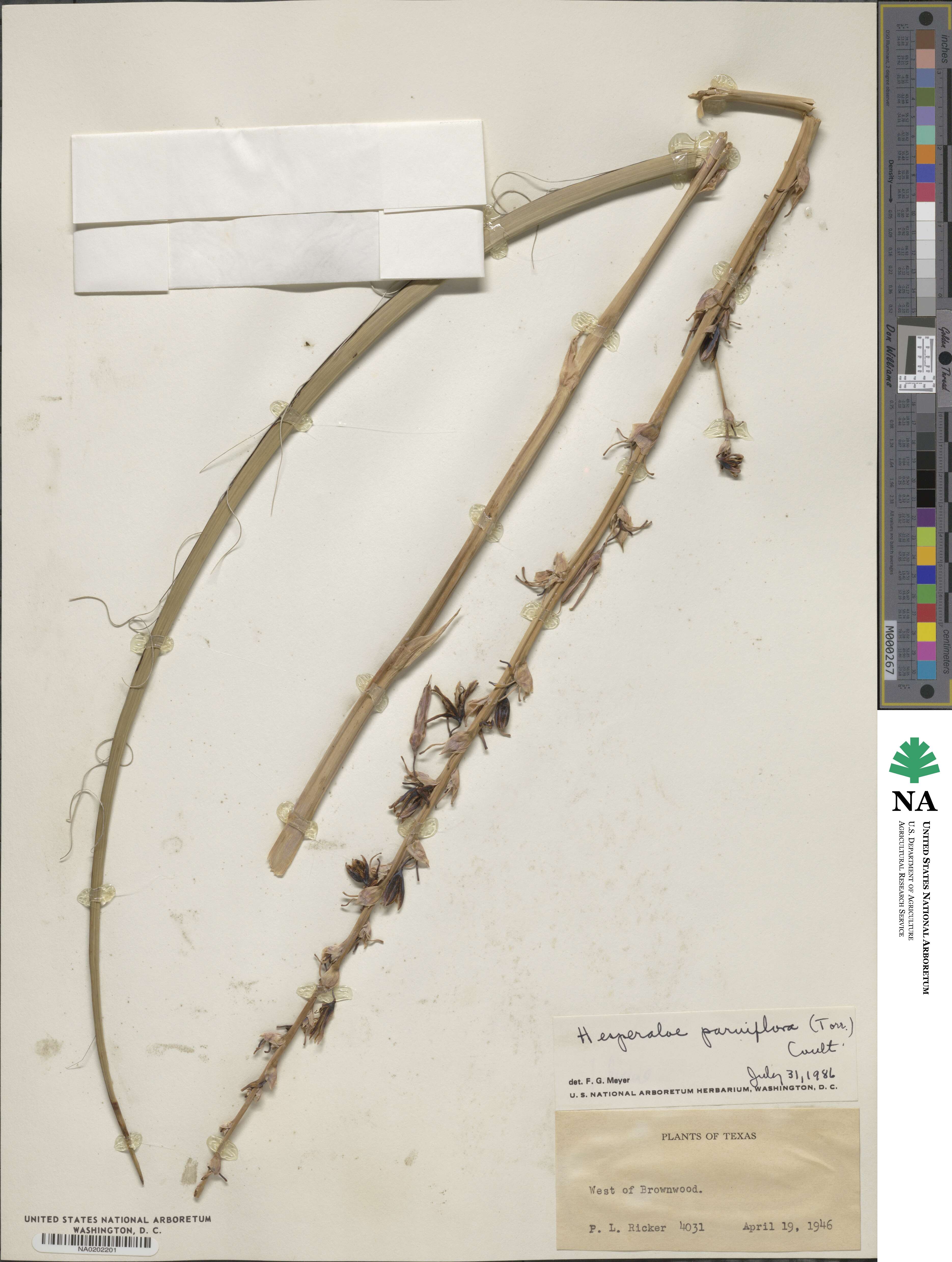 Hesperaloe parviflora image
