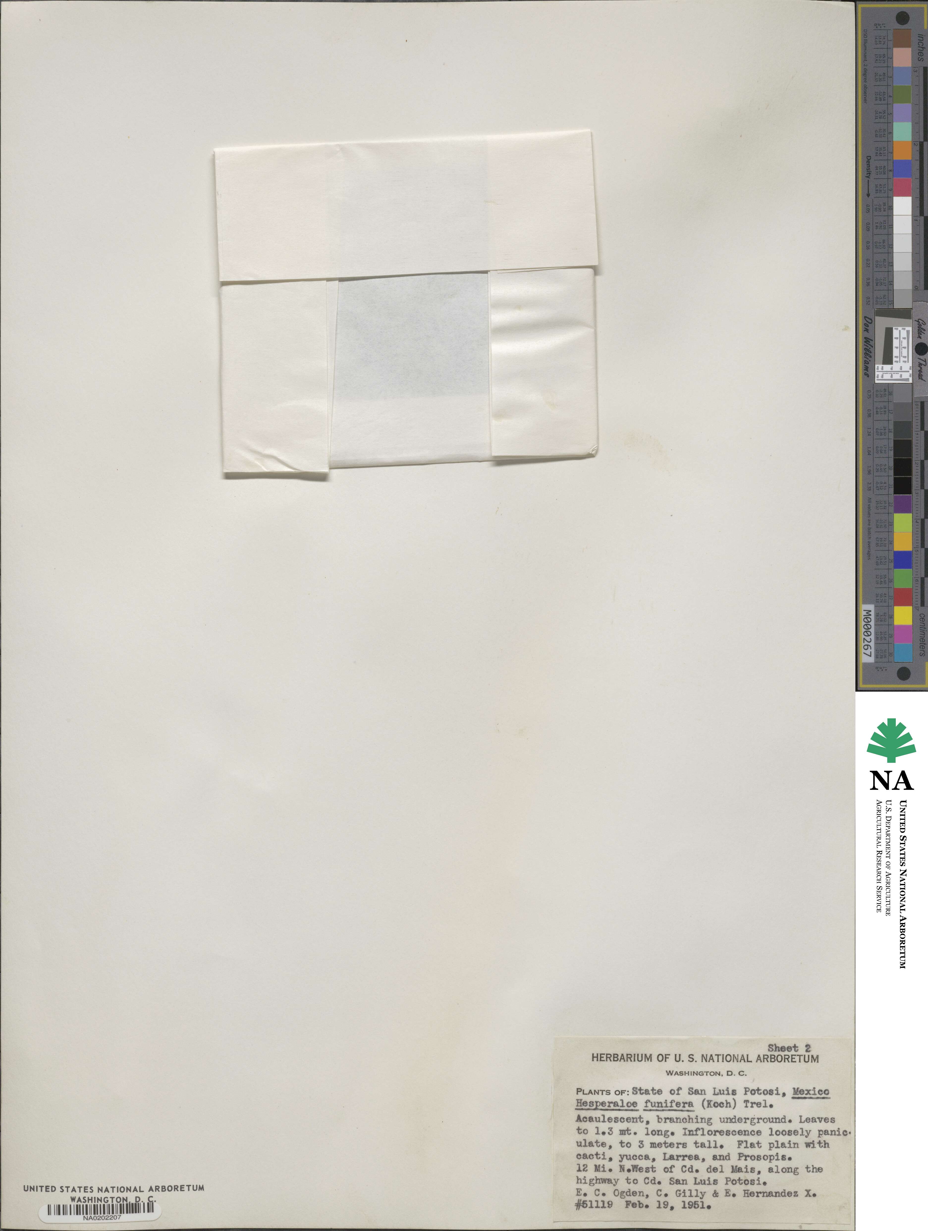 Hesperaloe image