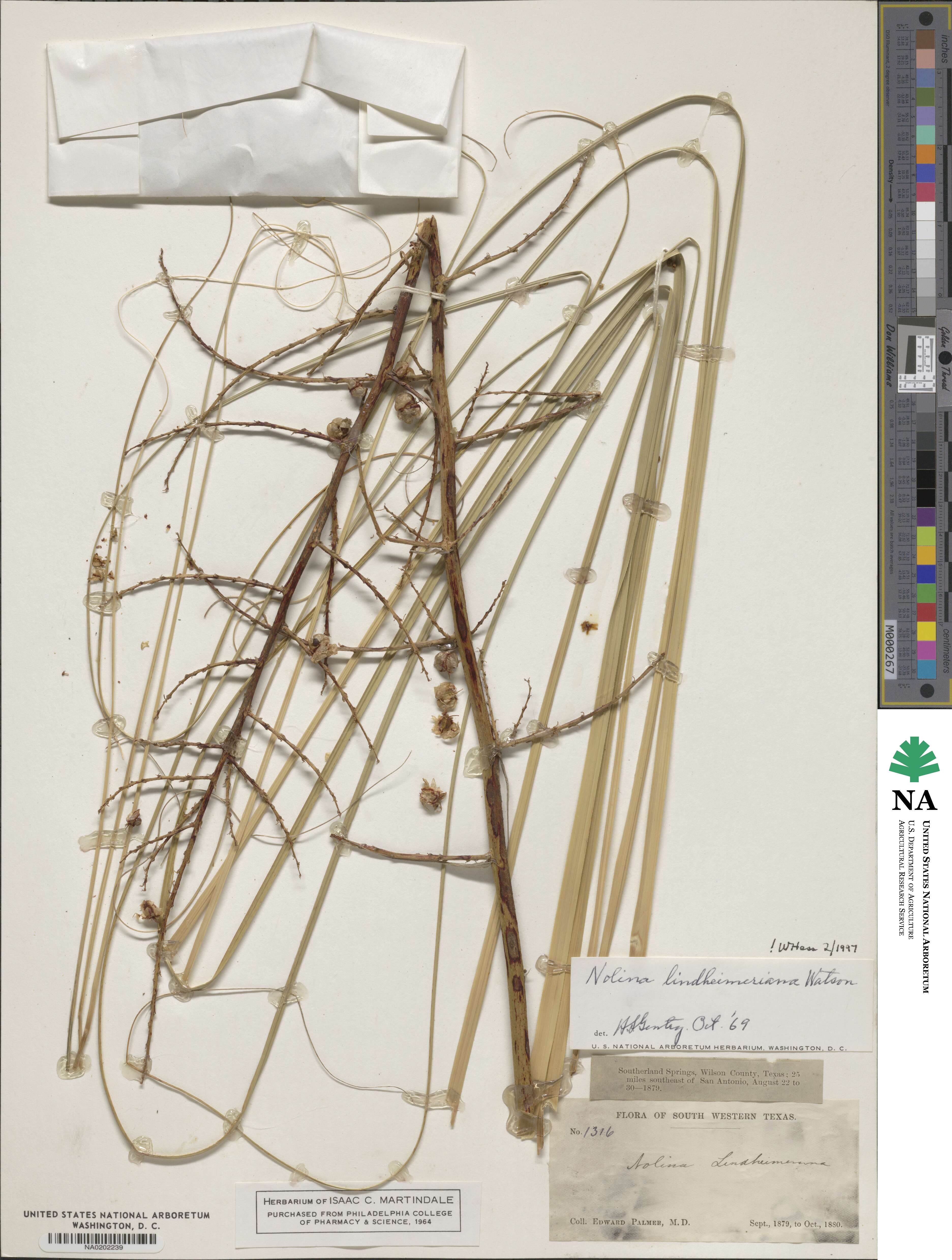 Nolina lindheimeriana image