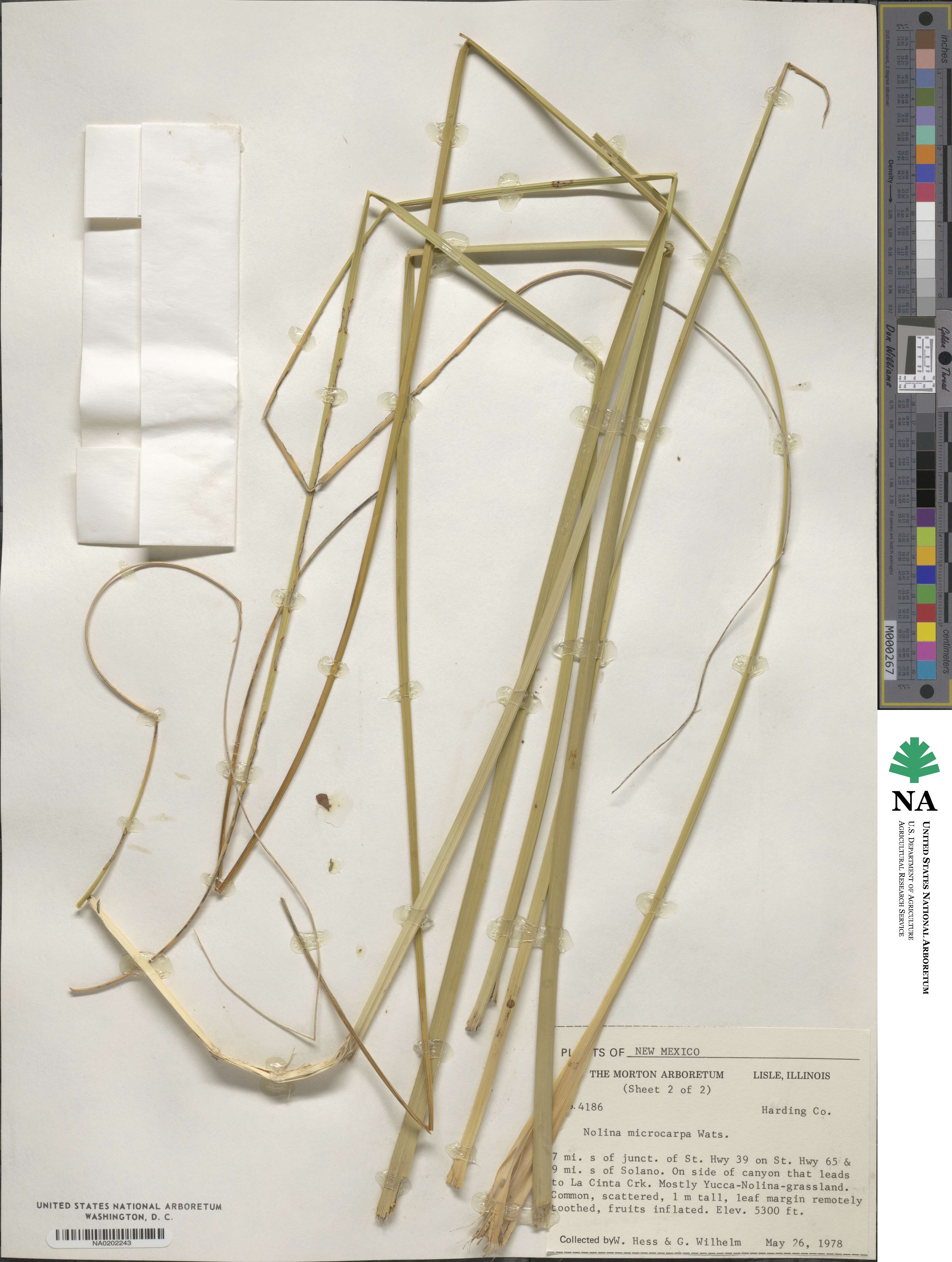 Nolina micrantha image