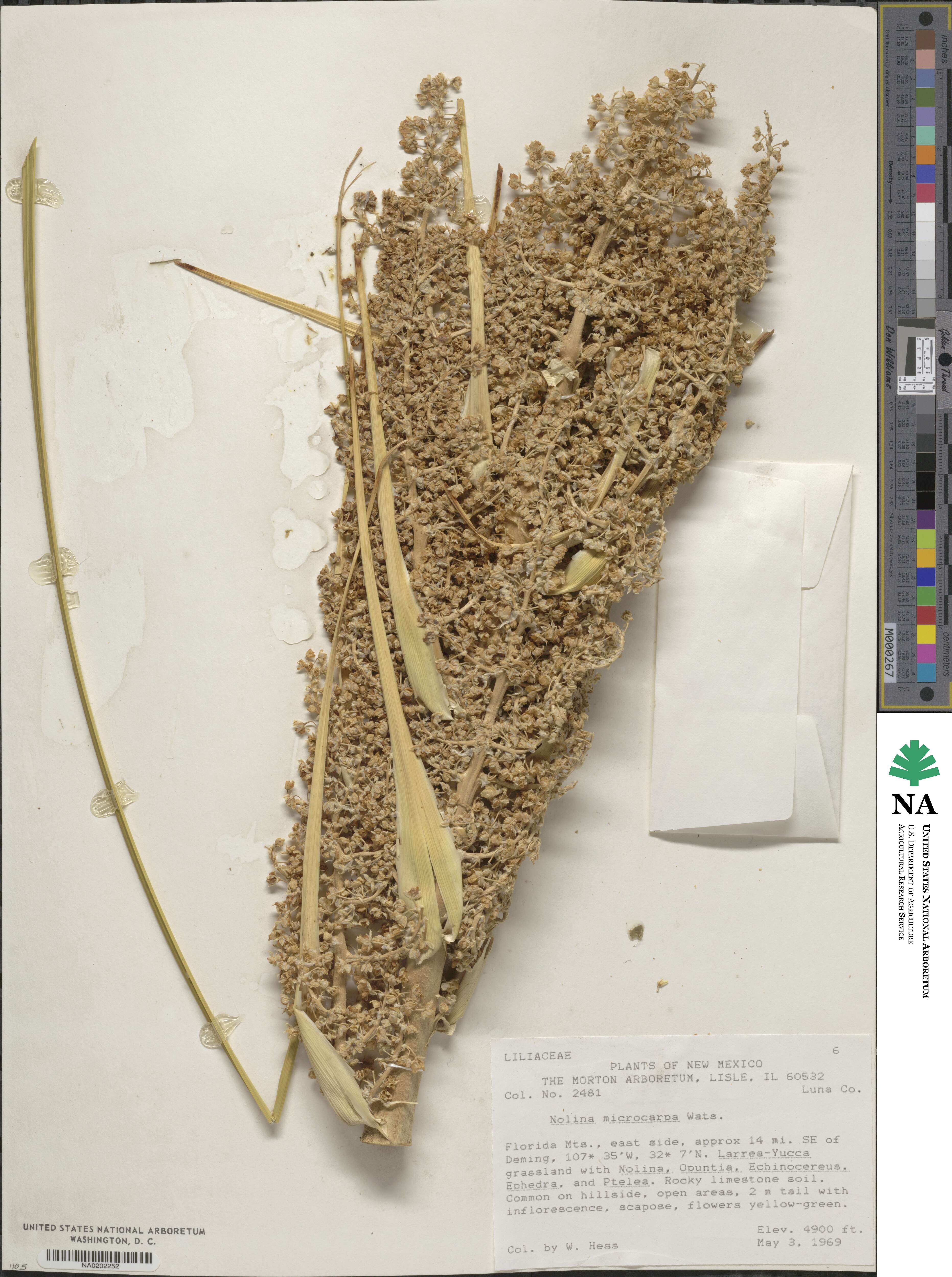 Nolina microcarpa image