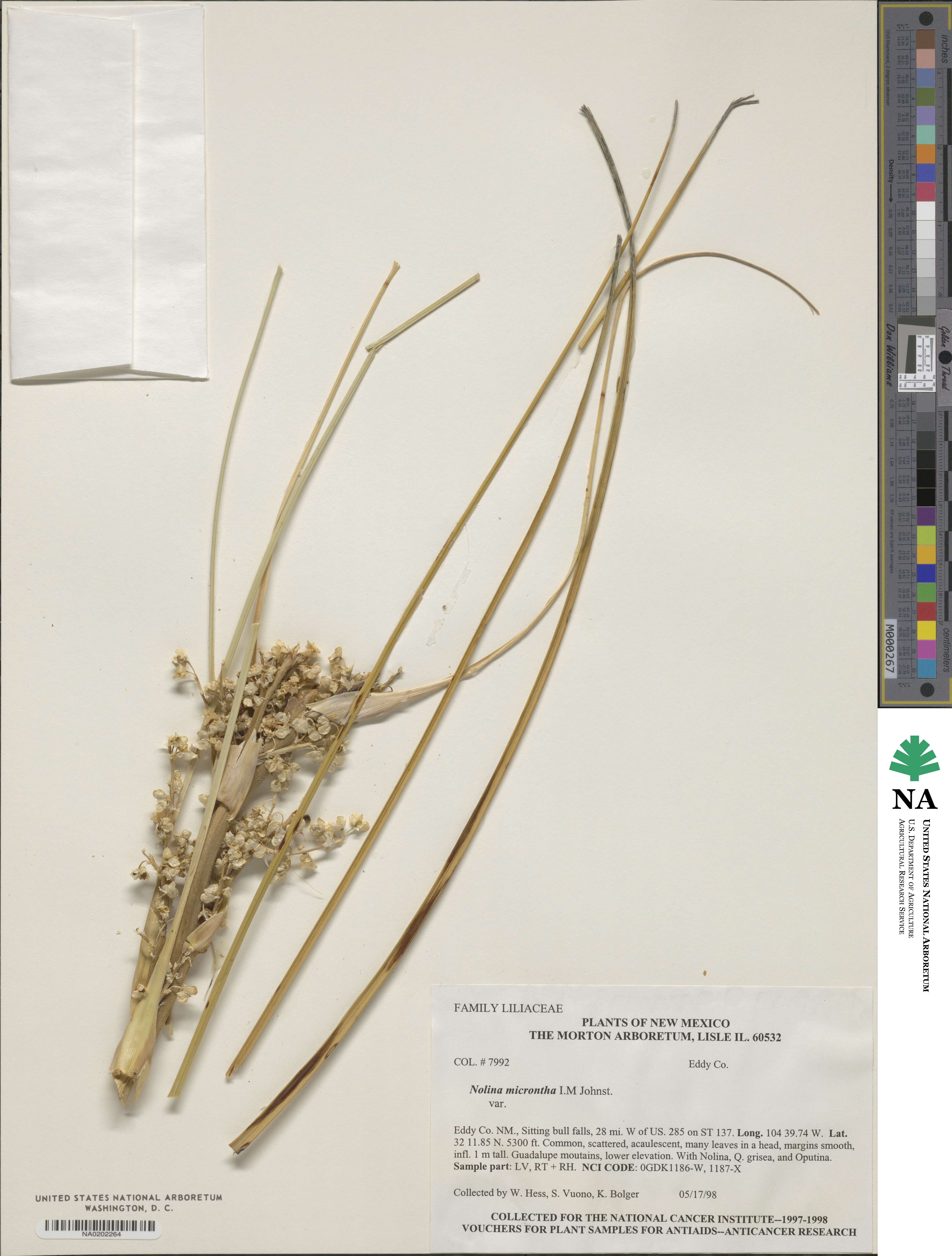 Nolina micrantha image
