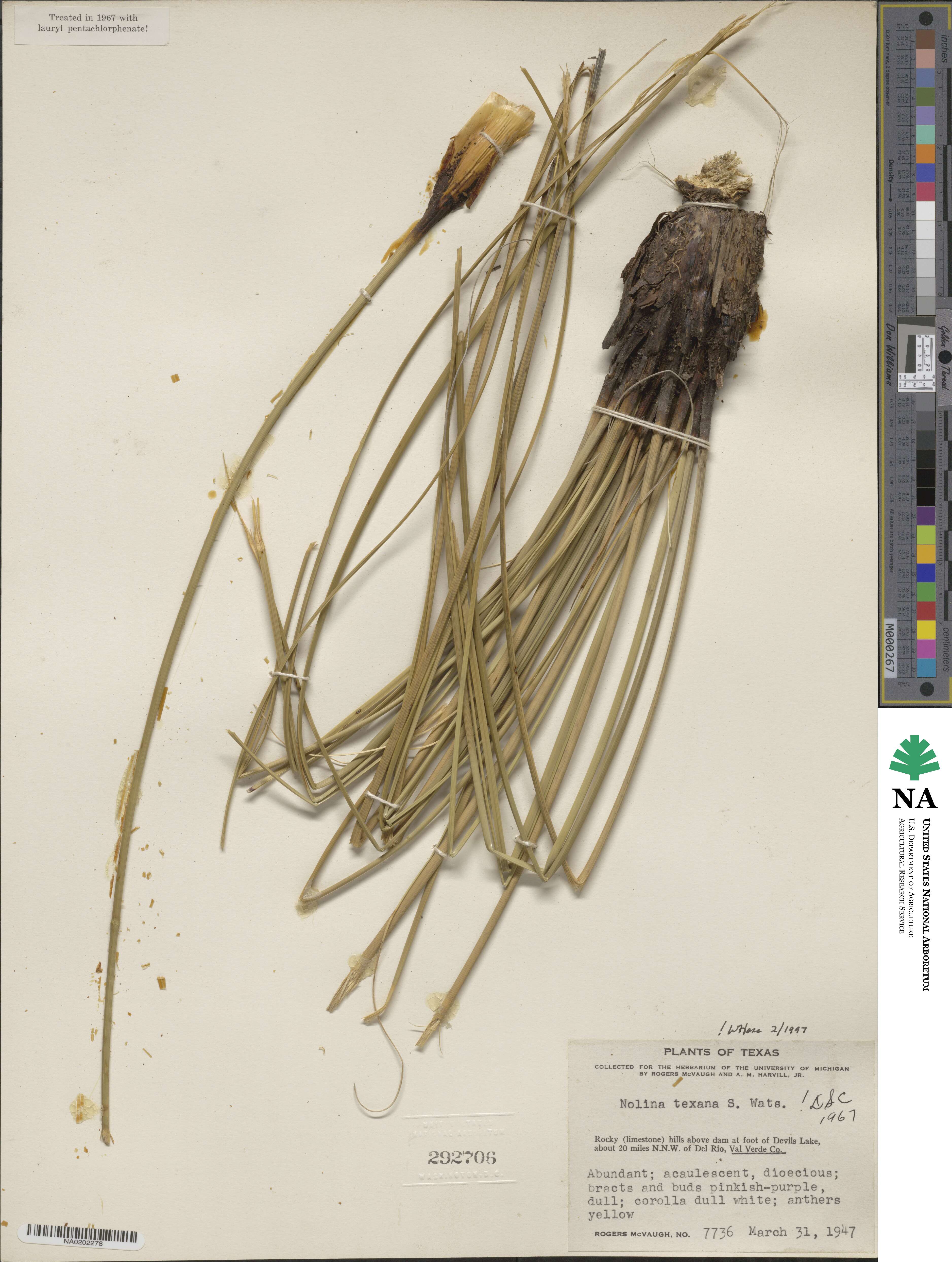 Nolina texana image