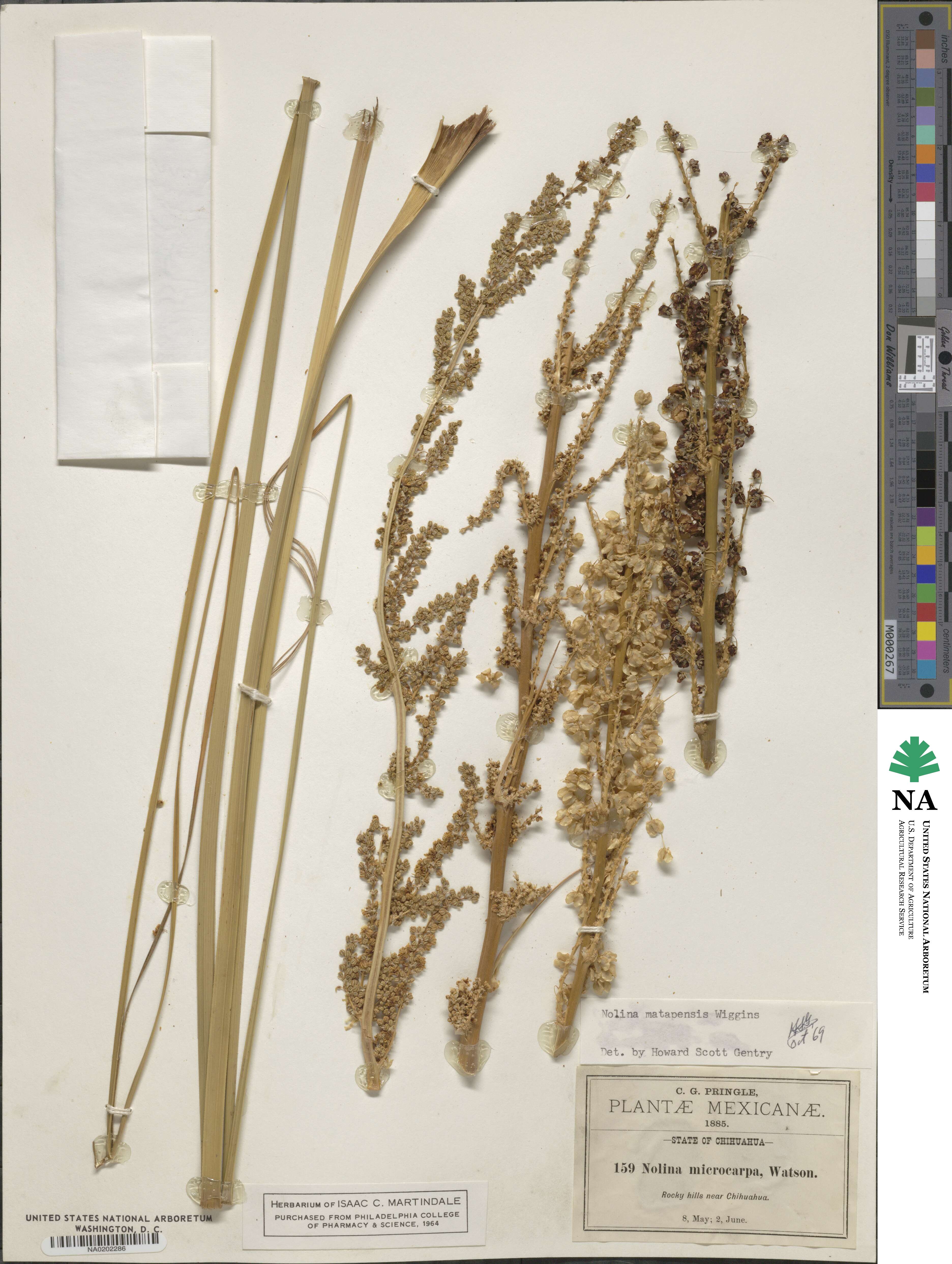 Nolina matapensis image
