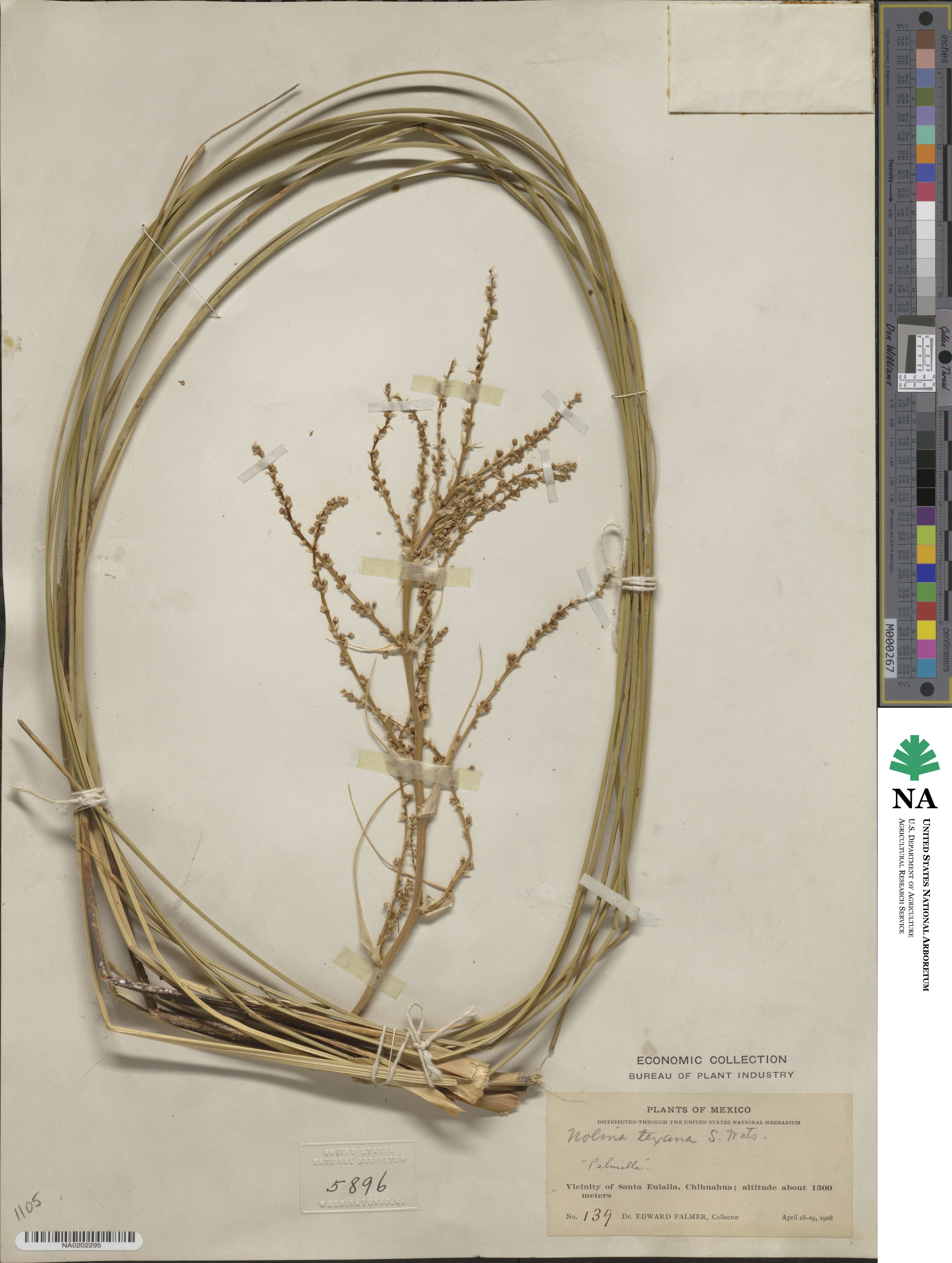 Nolina texana image