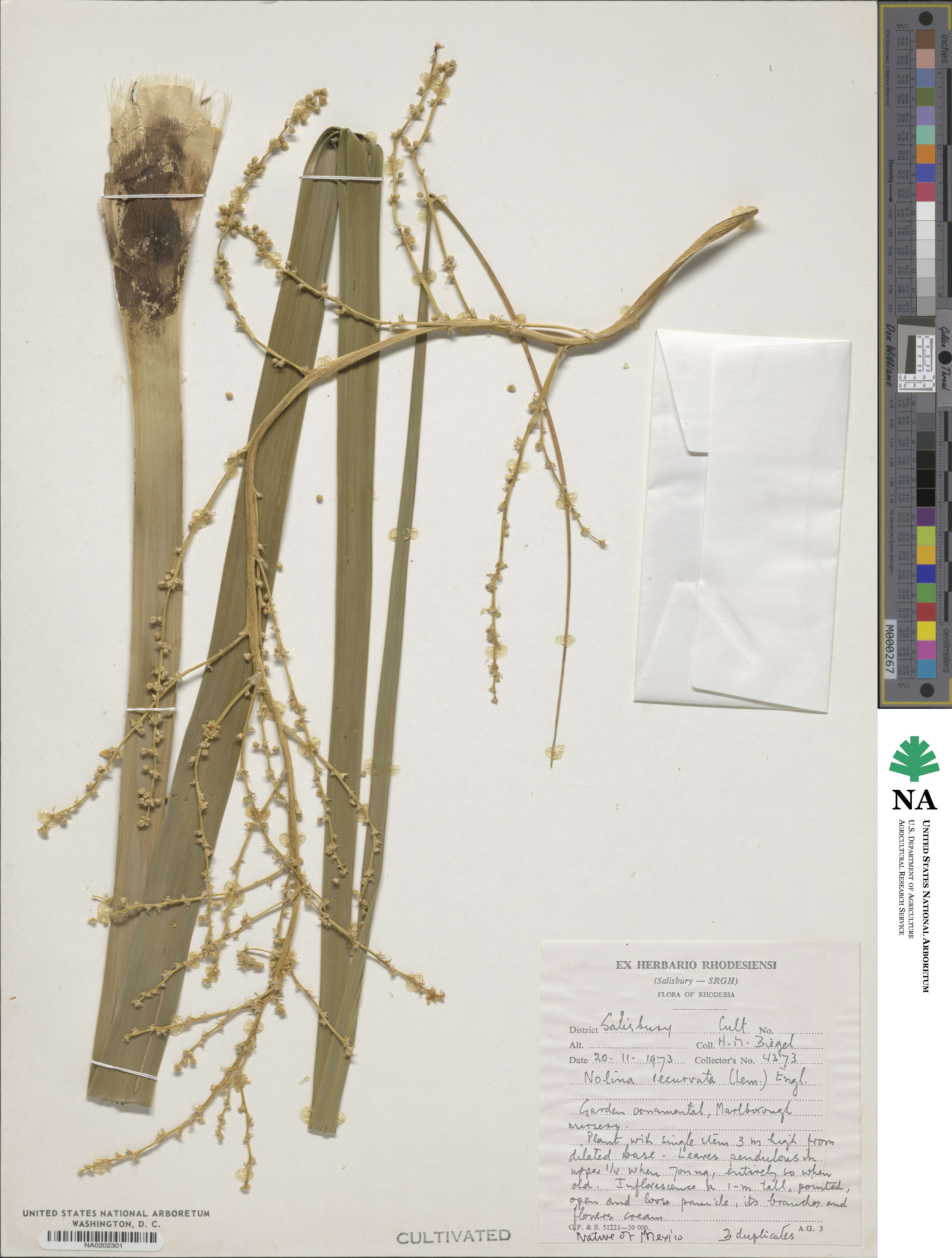 Beaucarnea image