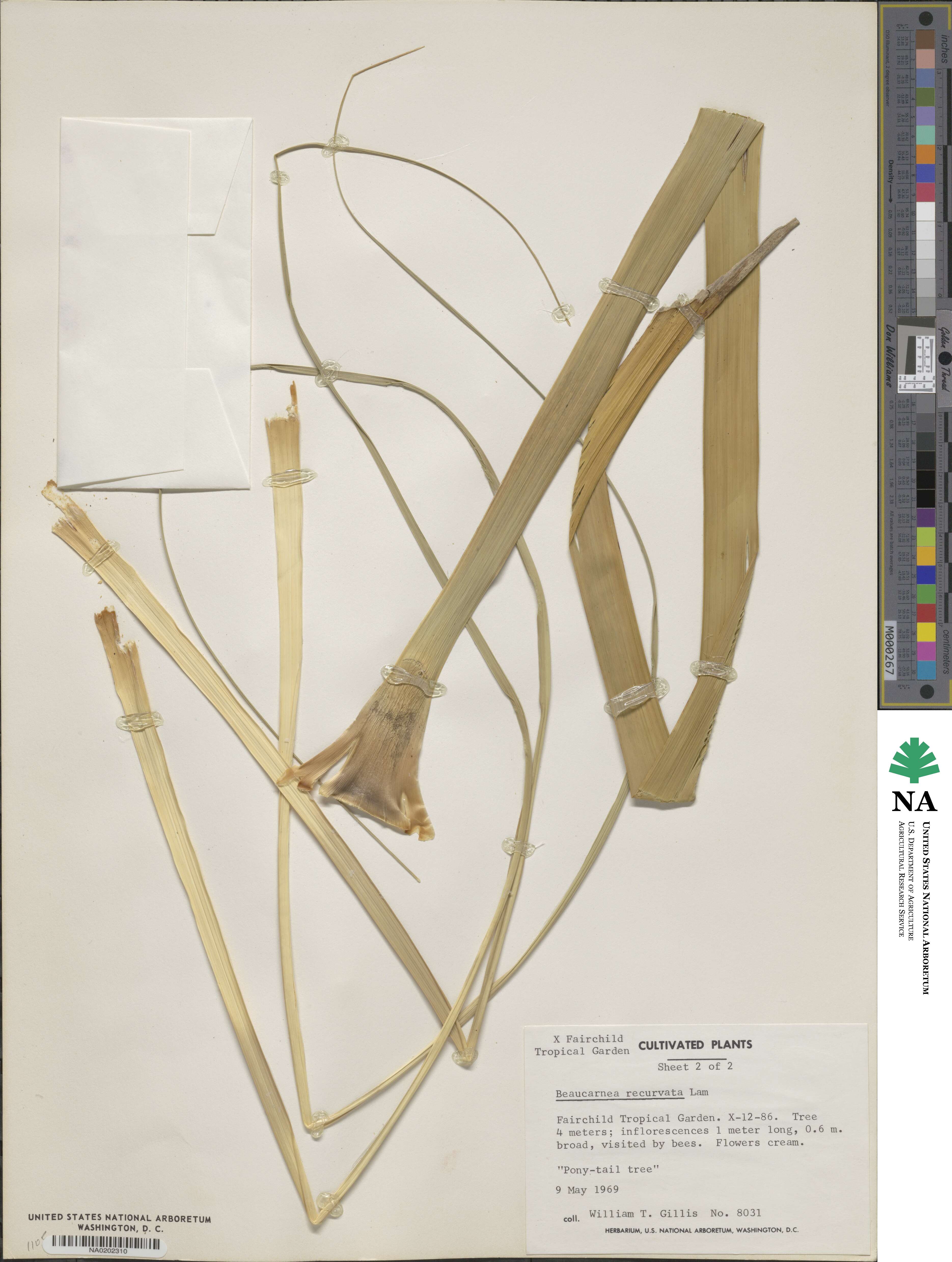 Beaucarnea image