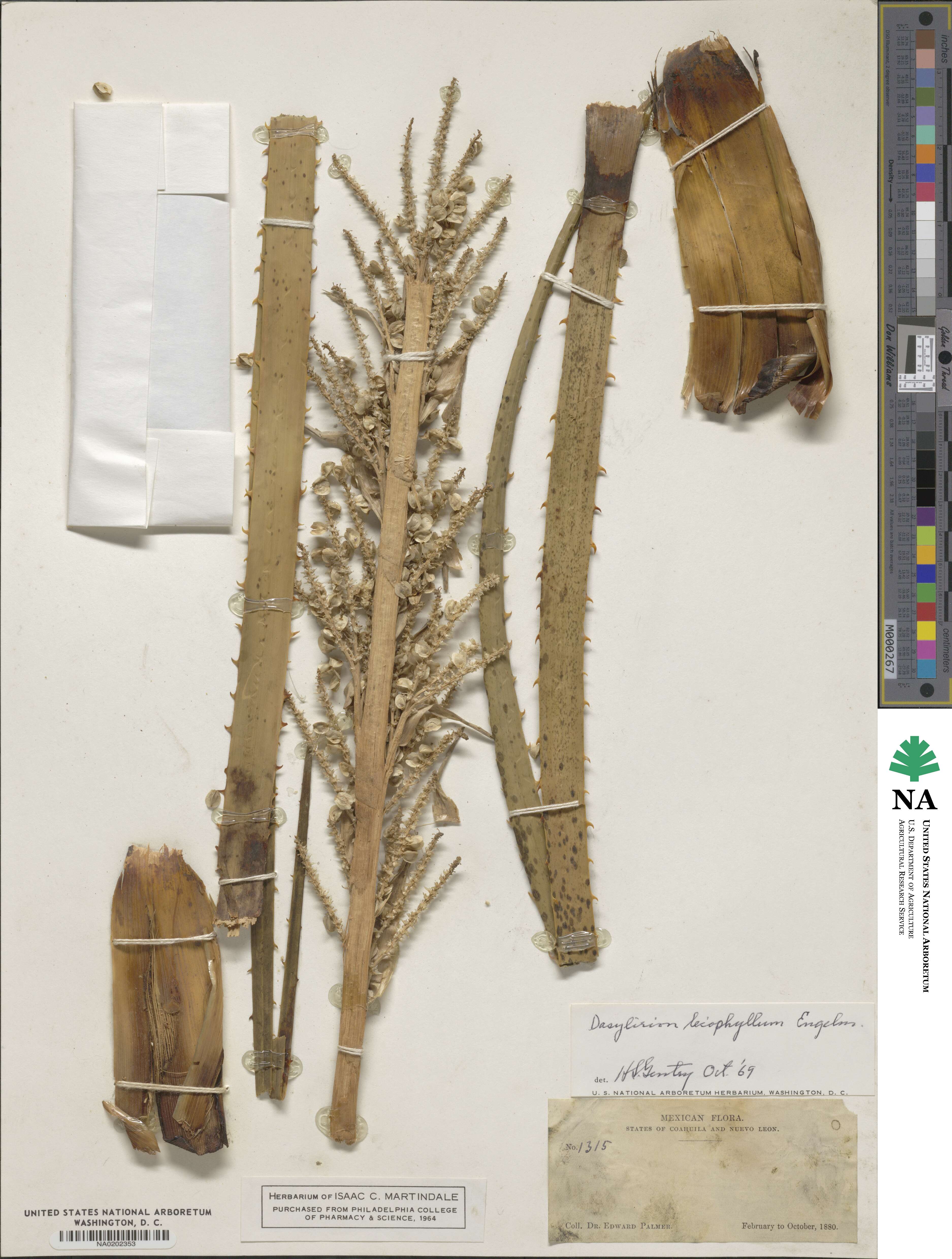 Dasylirion leiophyllum image