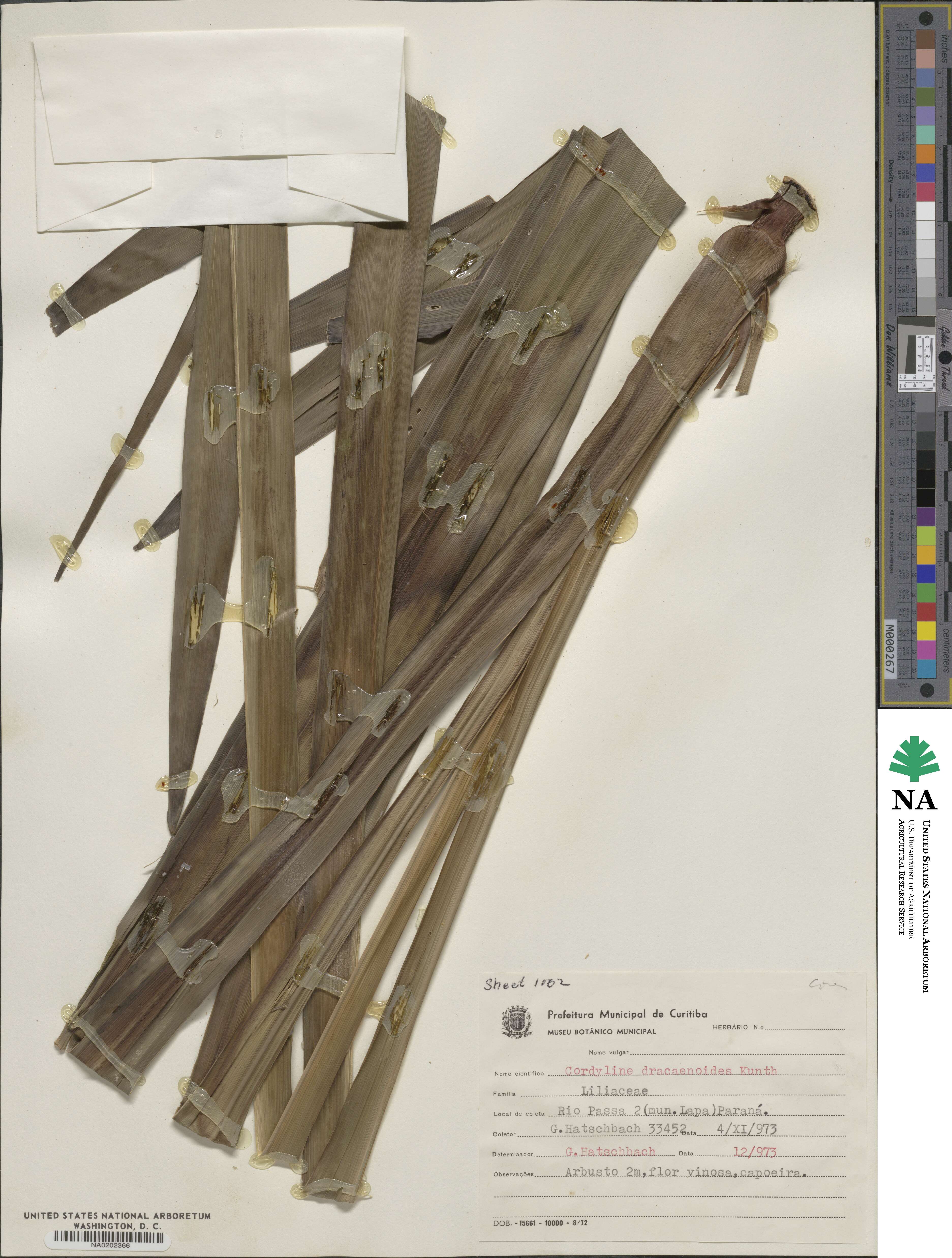 Cordyline congesta image